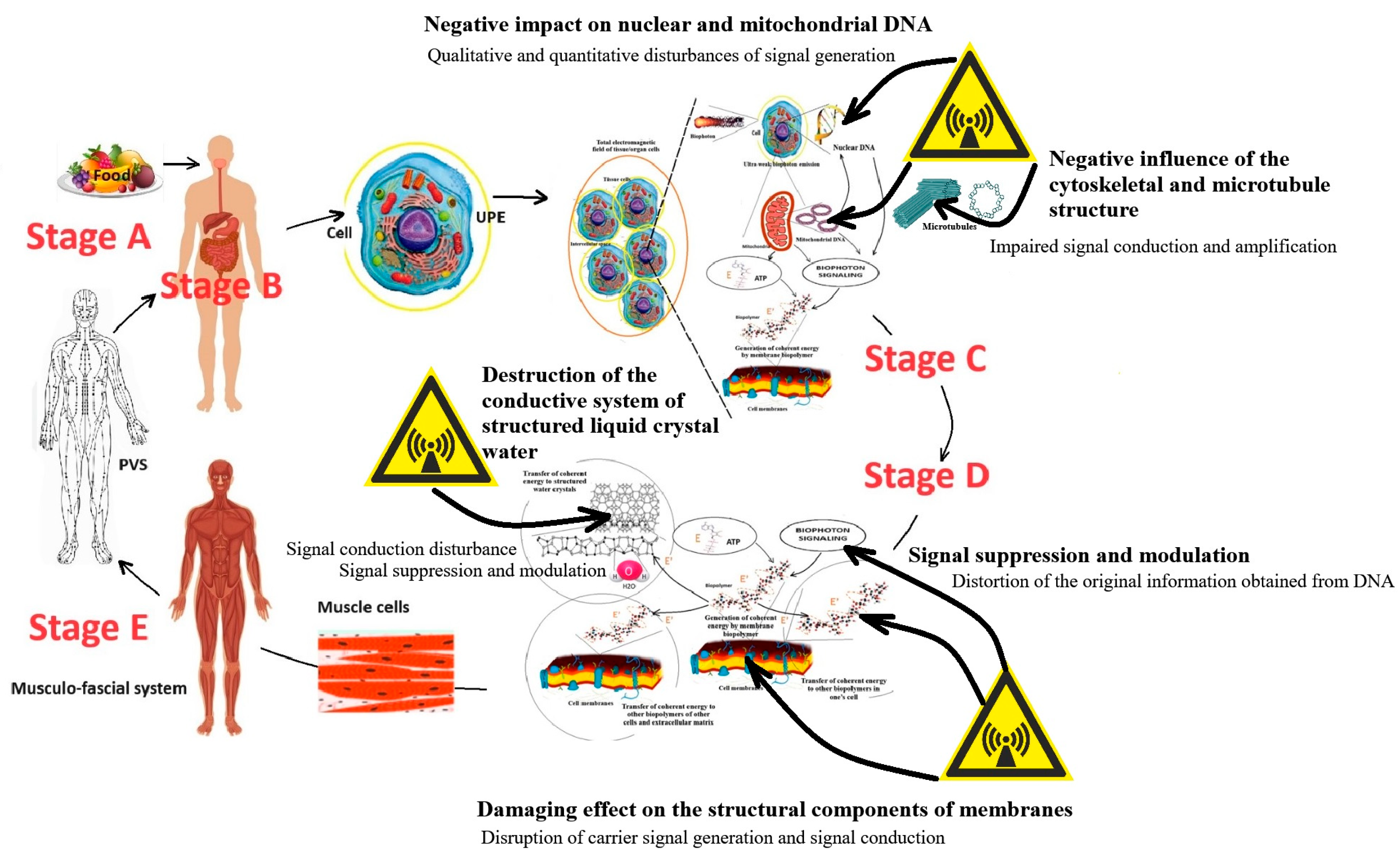 Human Bioelectromagnetism and the Environment: Introduction to the Problem