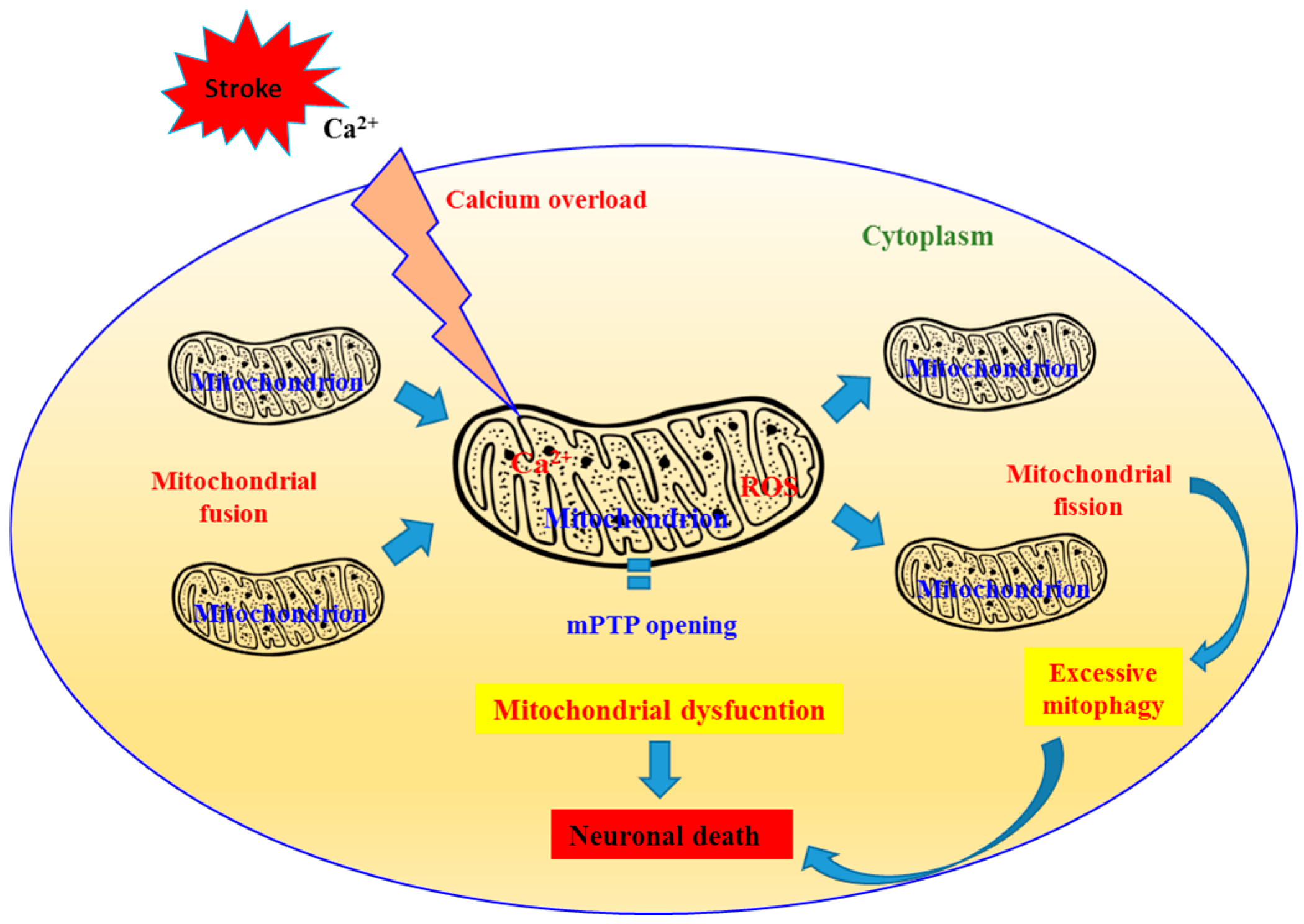 Relationship Between the Risk of Cardiovascular Disease and ...