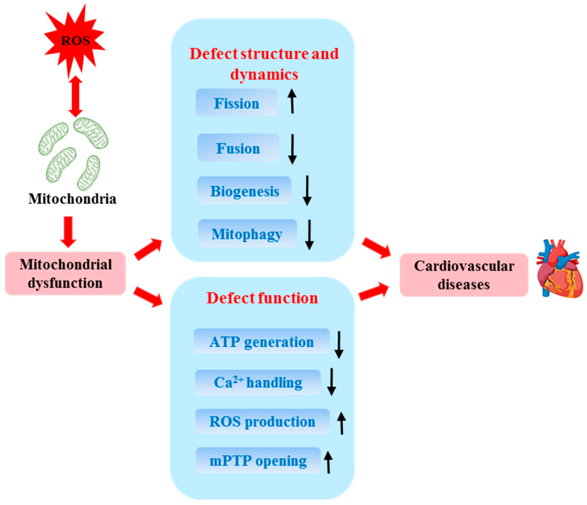 Relationship Between the Risk of Cardiovascular Disease and ...