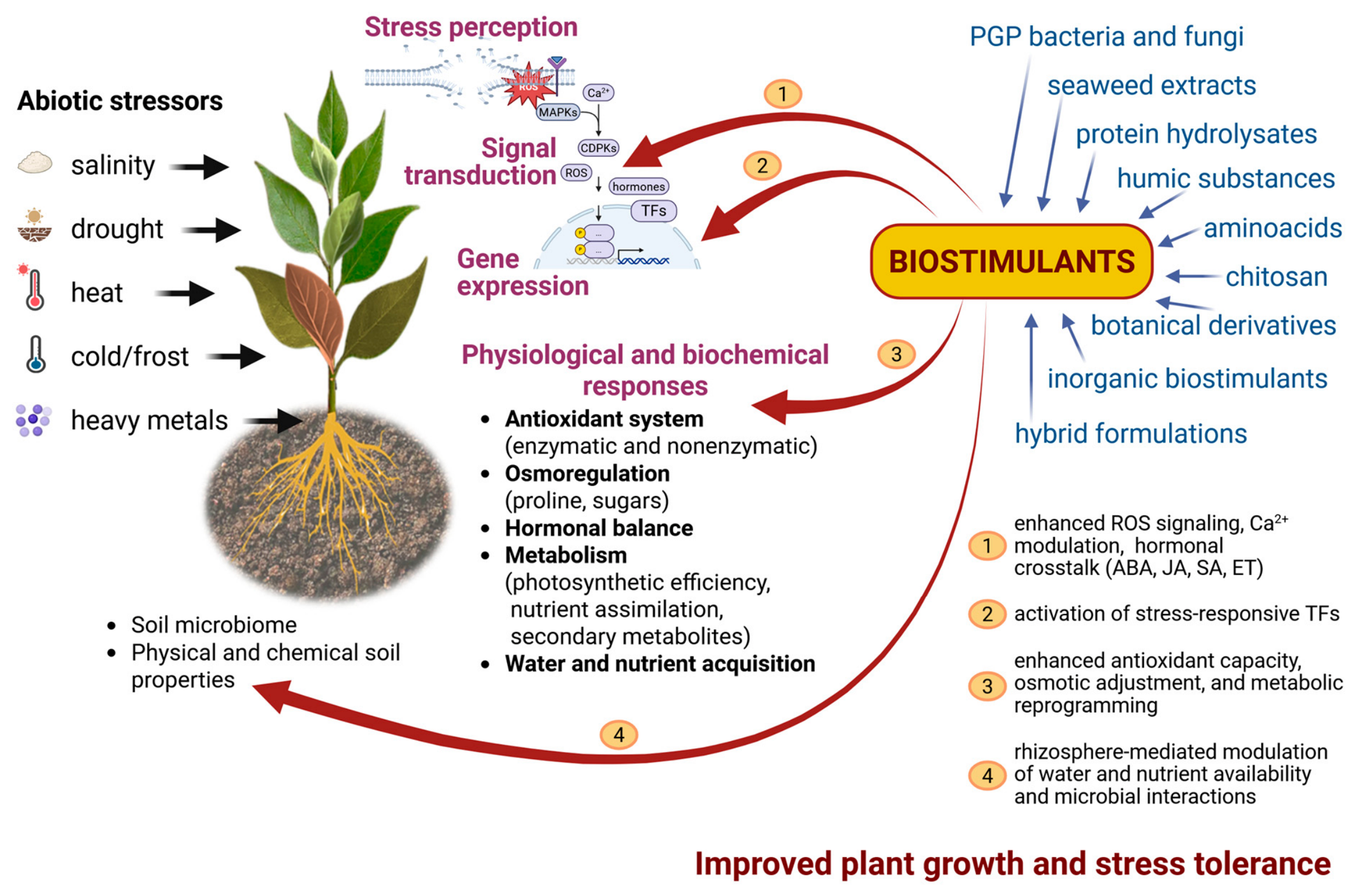 Biostimulants for Sustainable Agriculture: Enhancing Plant Growth and ...