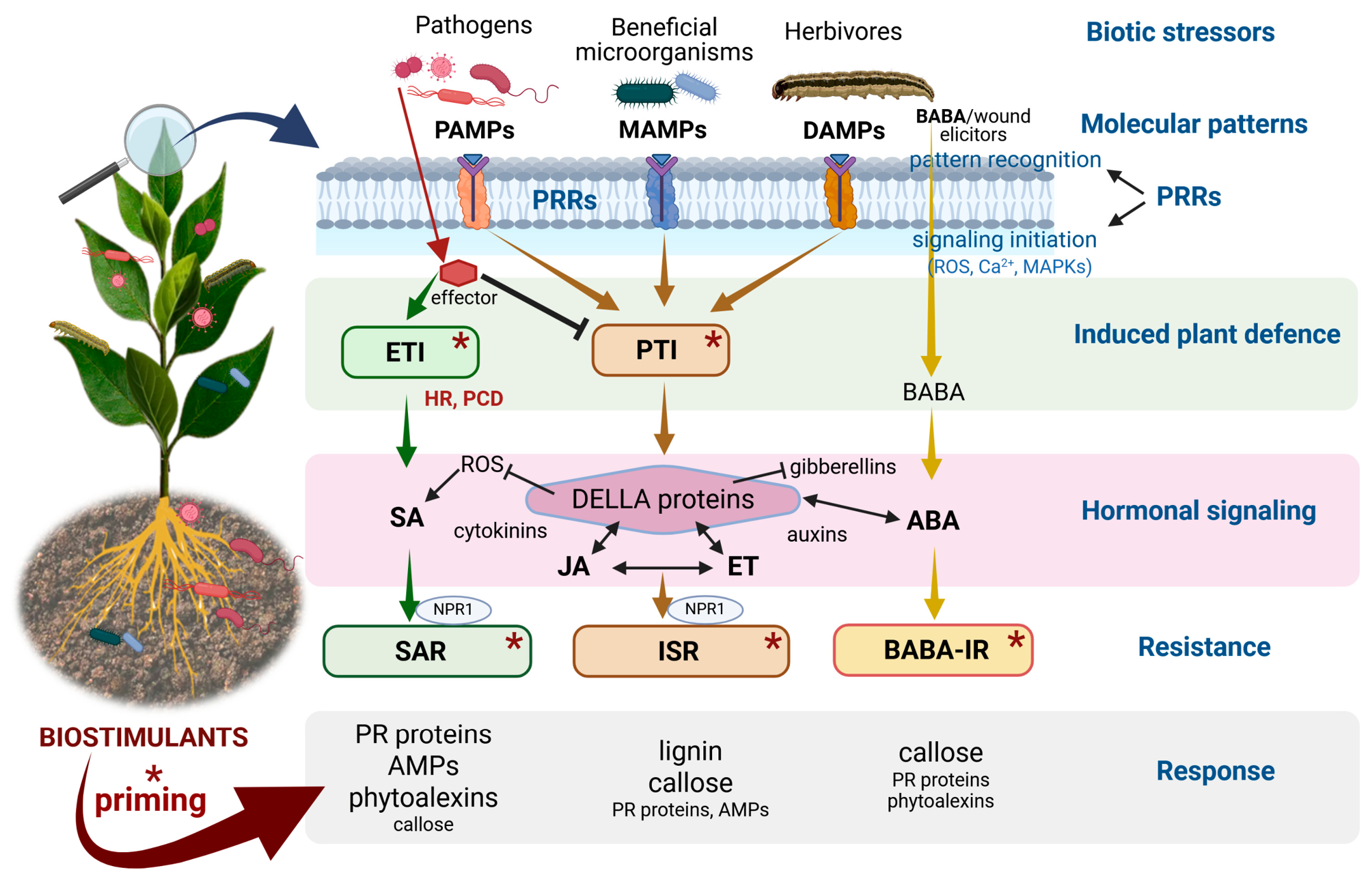 Biostimulants for Sustainable Agriculture: Enhancing Plant Growth and ...