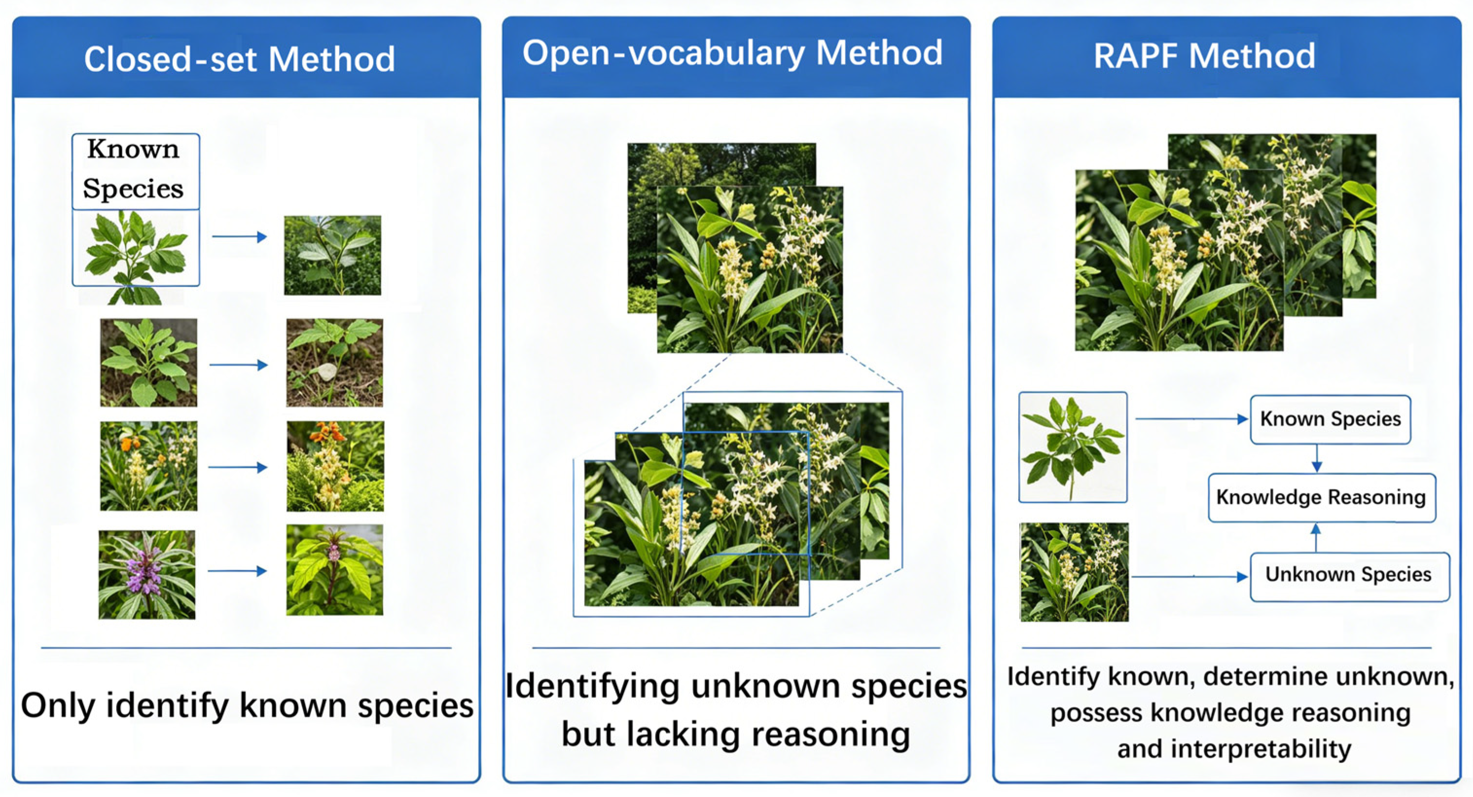 Reasoning-Centric Framework for Open-Set Wild Plant Recognition