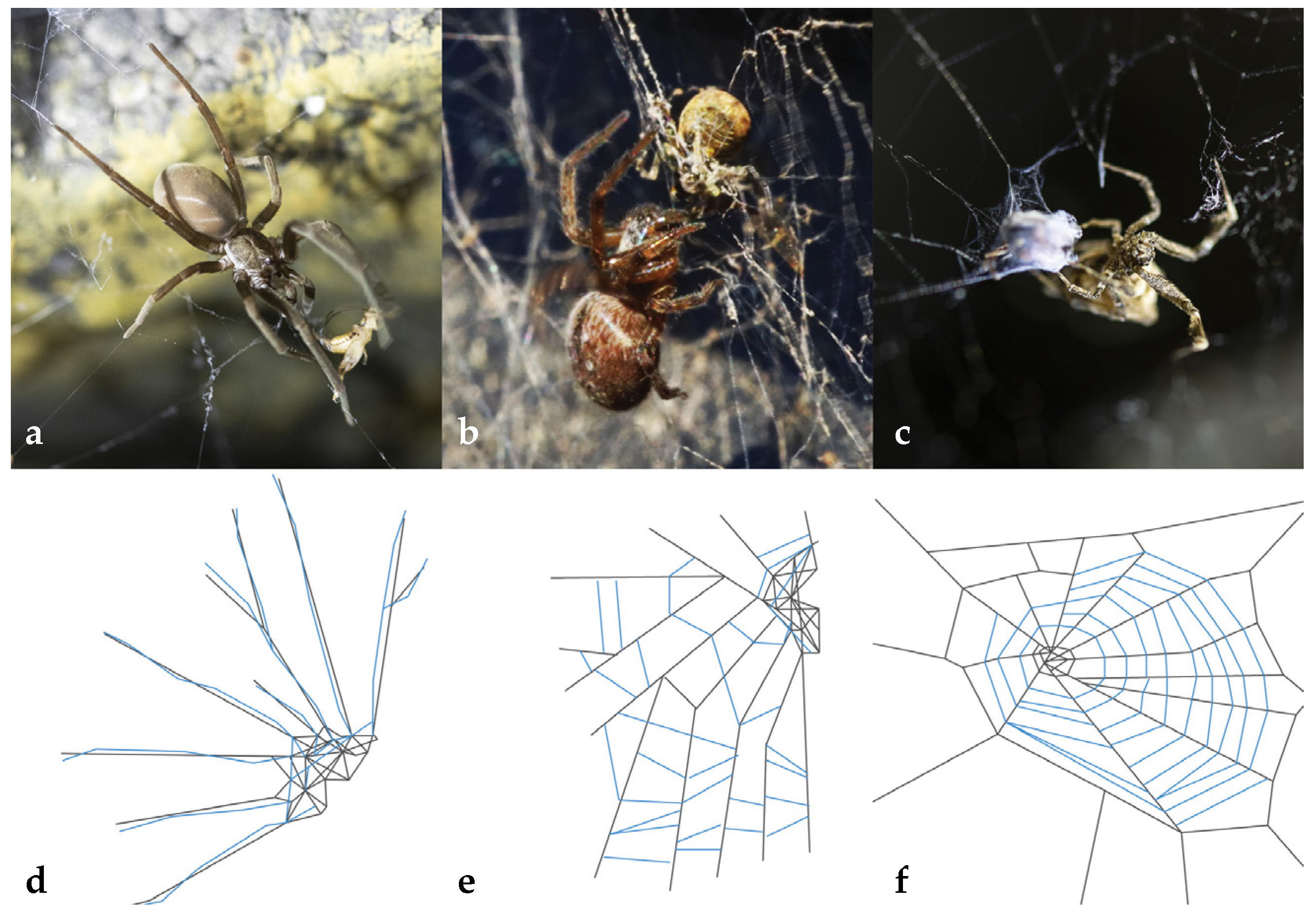 Spirals Through Time: Evolution of Orb-weaver Webs