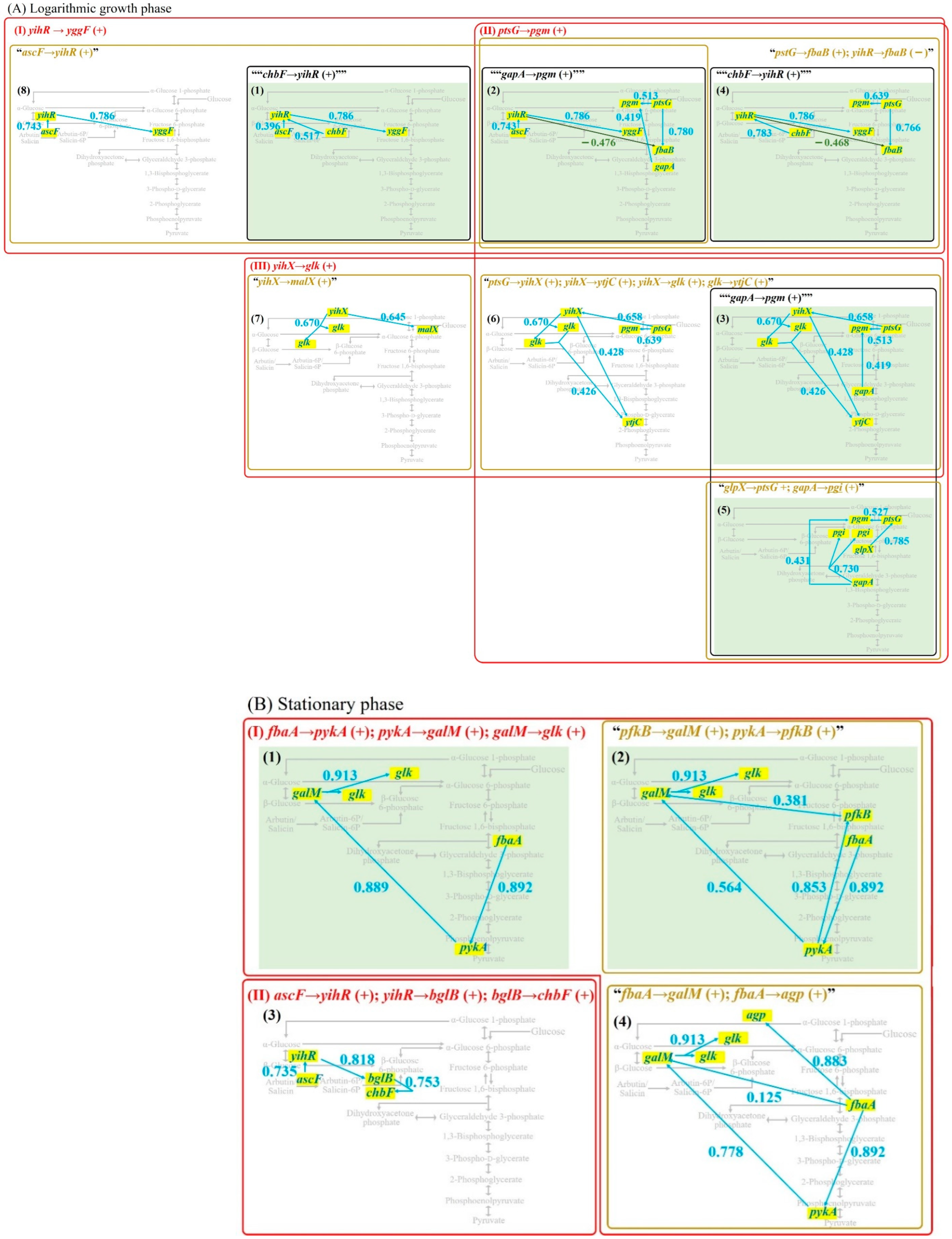 Gene Regulatory Network Inference Relating to Glycolysis in Escherichia ...