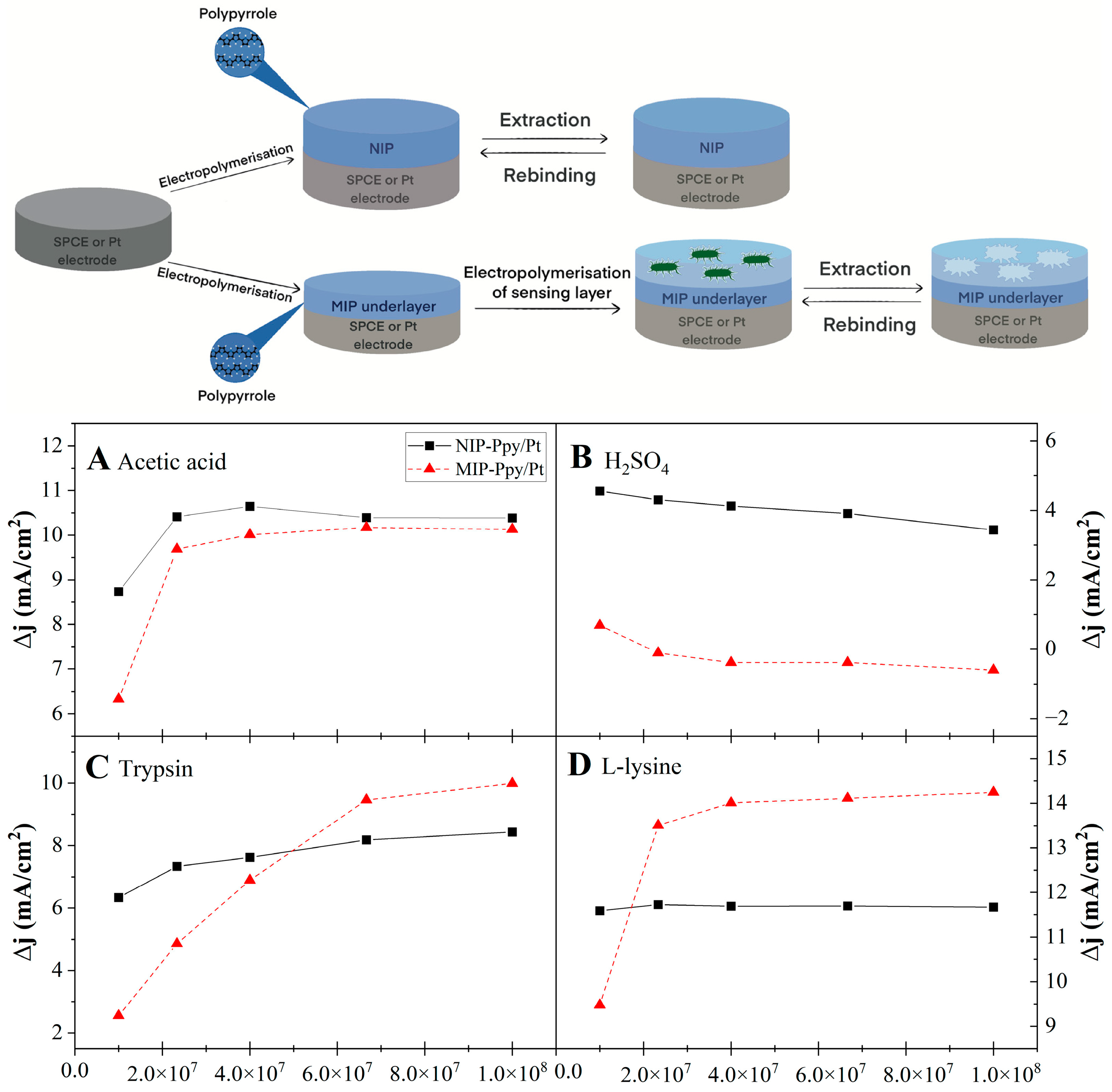 Electrochemical Sensors Development for Bacterial Detection and ...