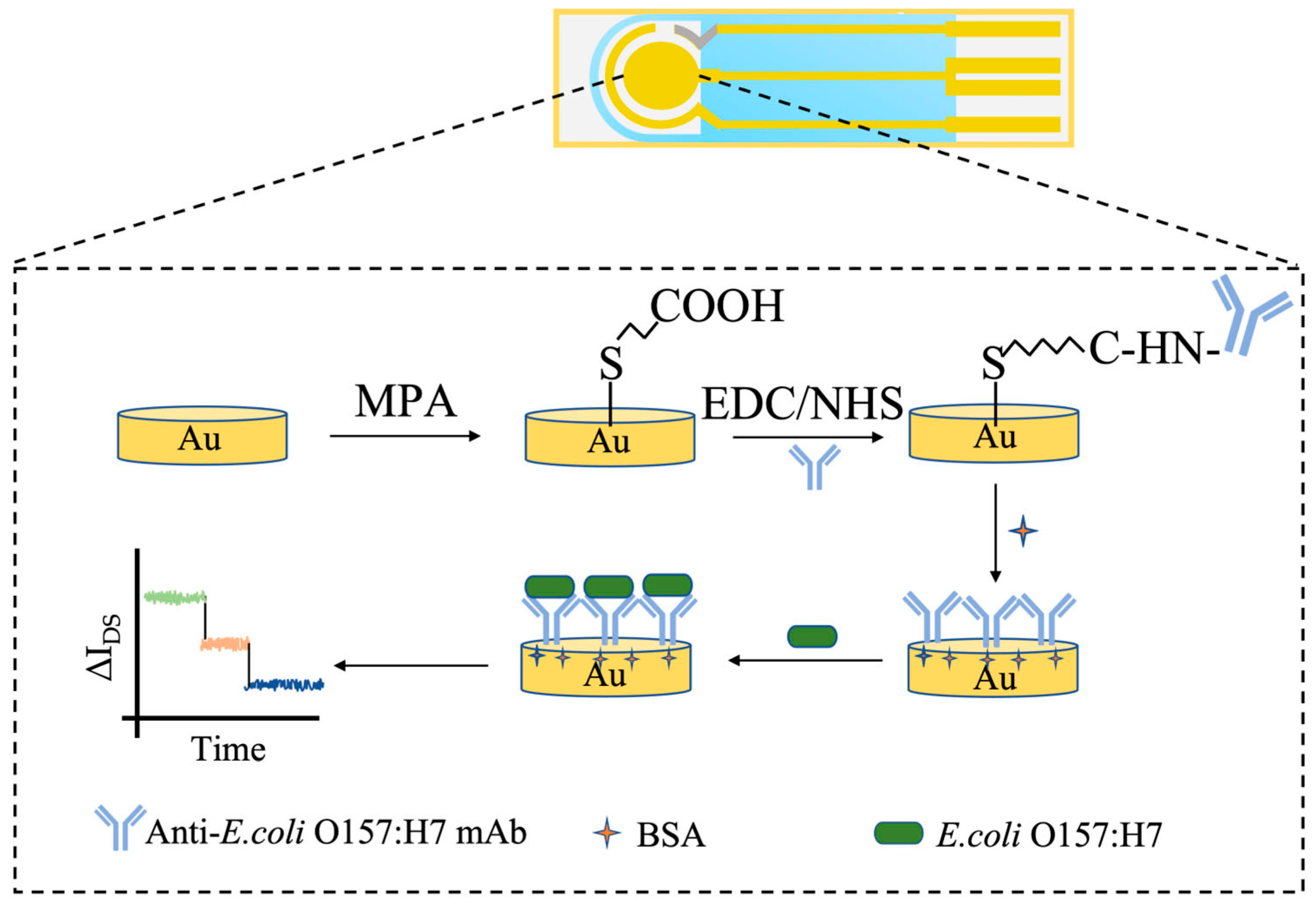 Electrochemical Sensors Development for Bacterial Detection and ...