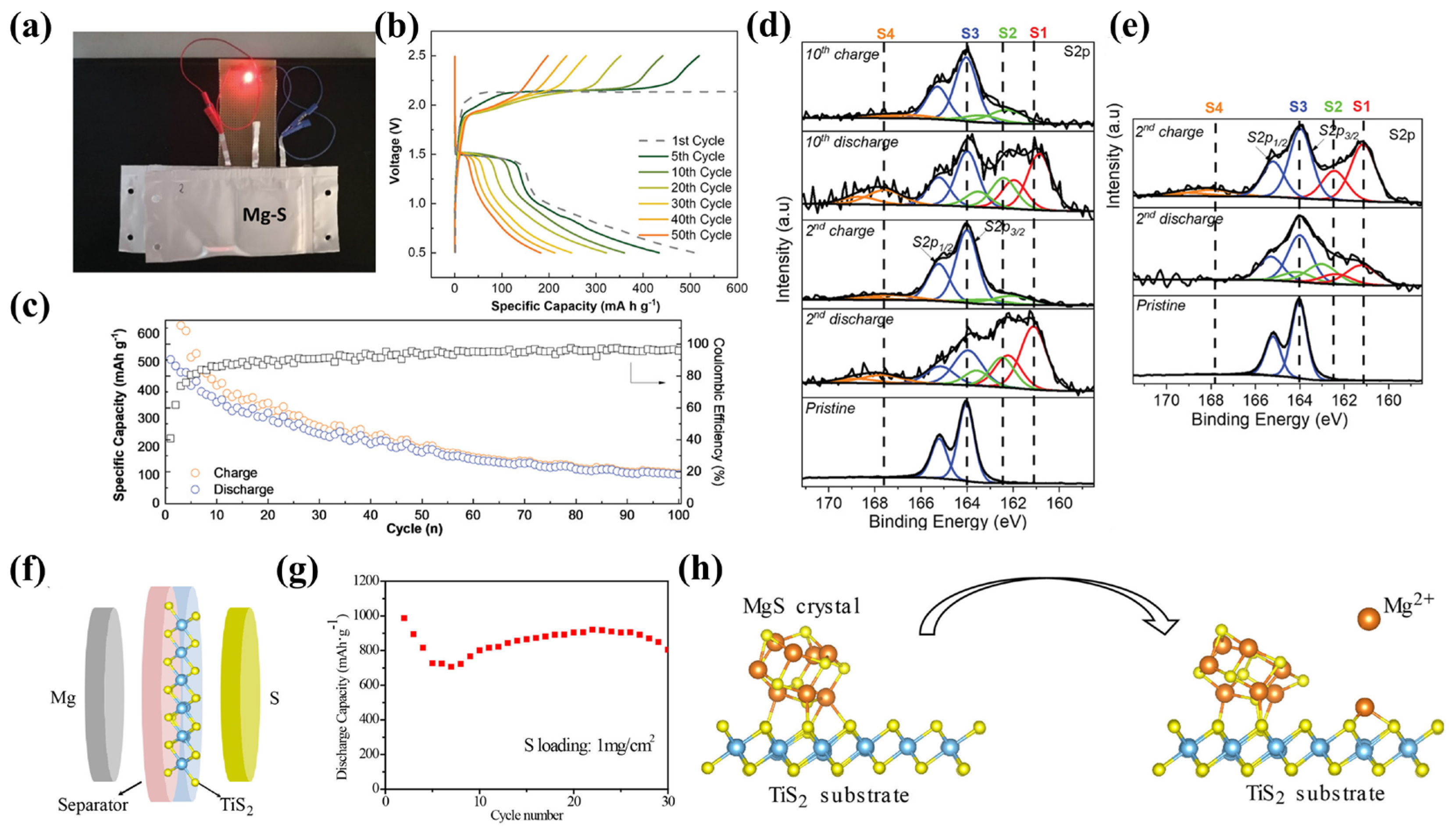 The Key Role of Magnesium Polysulfides in the Development of Mg-S Batteries