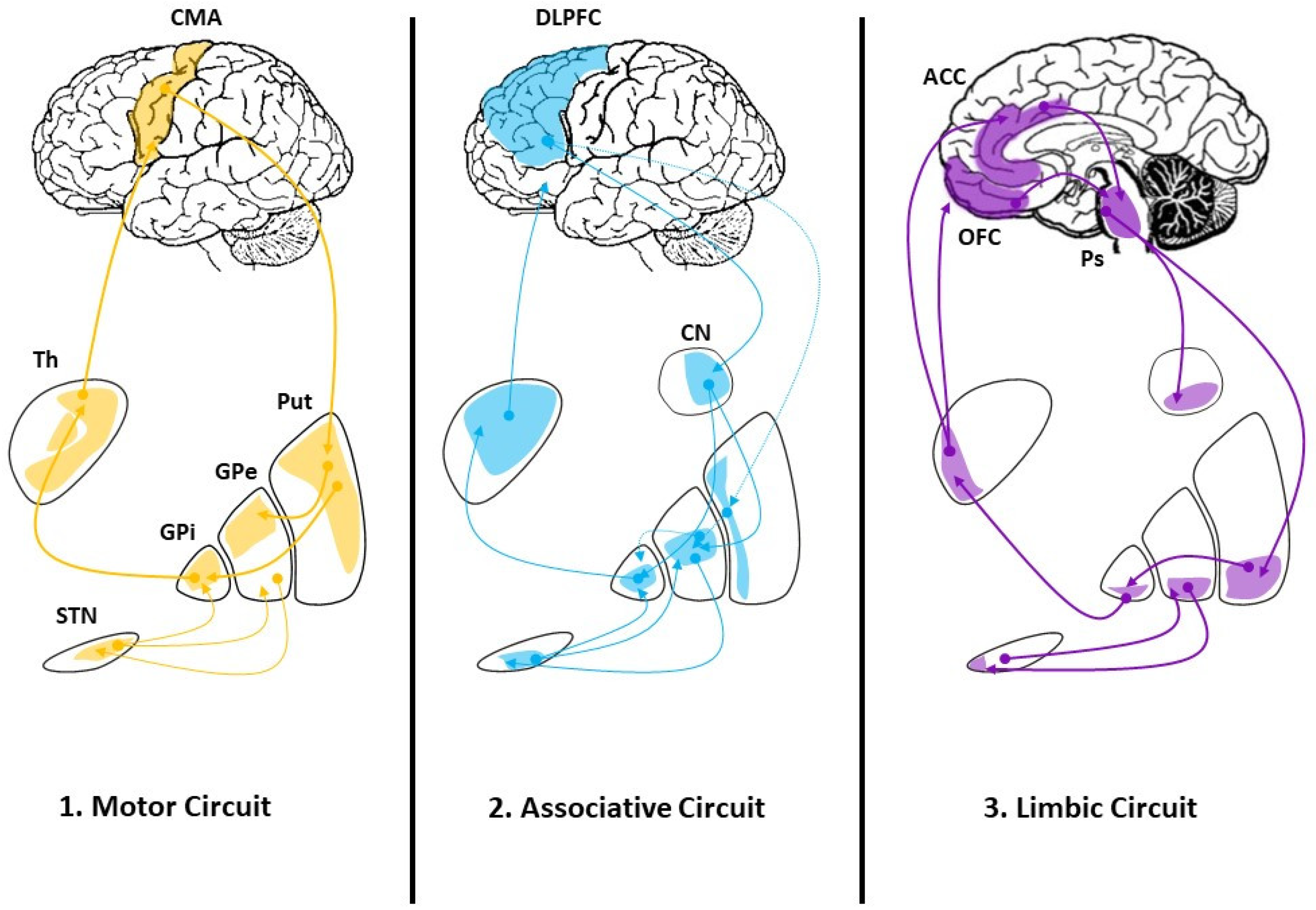Hippocampus - Draw it to Know it - Neuroanatomy Tutorial 