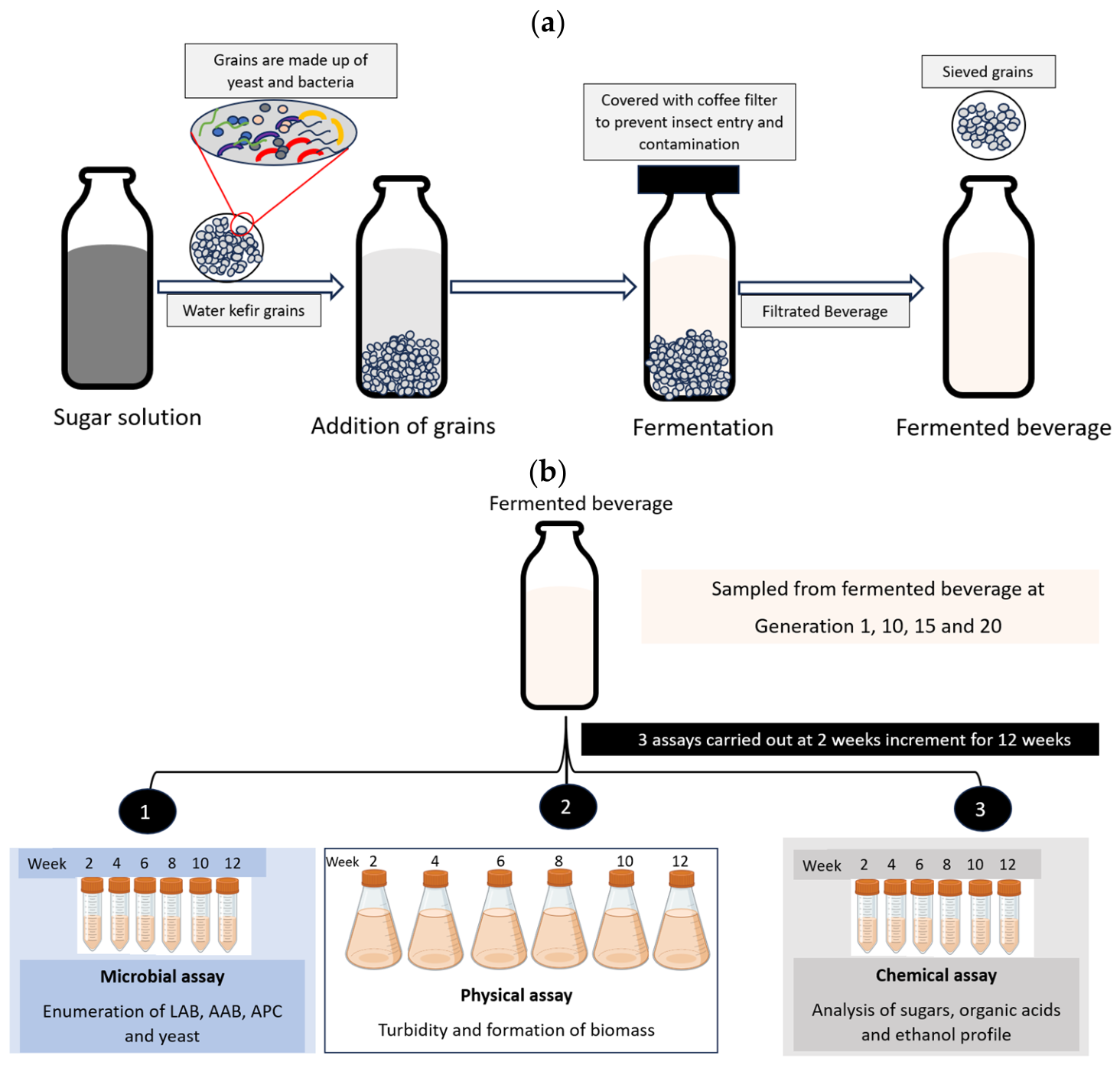 Changes in Microbial and Physicochemical Composition in Water Kefir ...