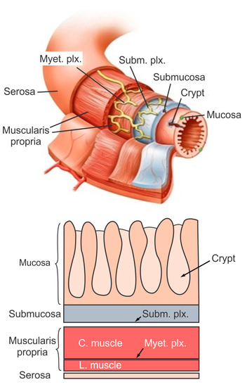 Large intestine: Anatomy, blood supply and innervation