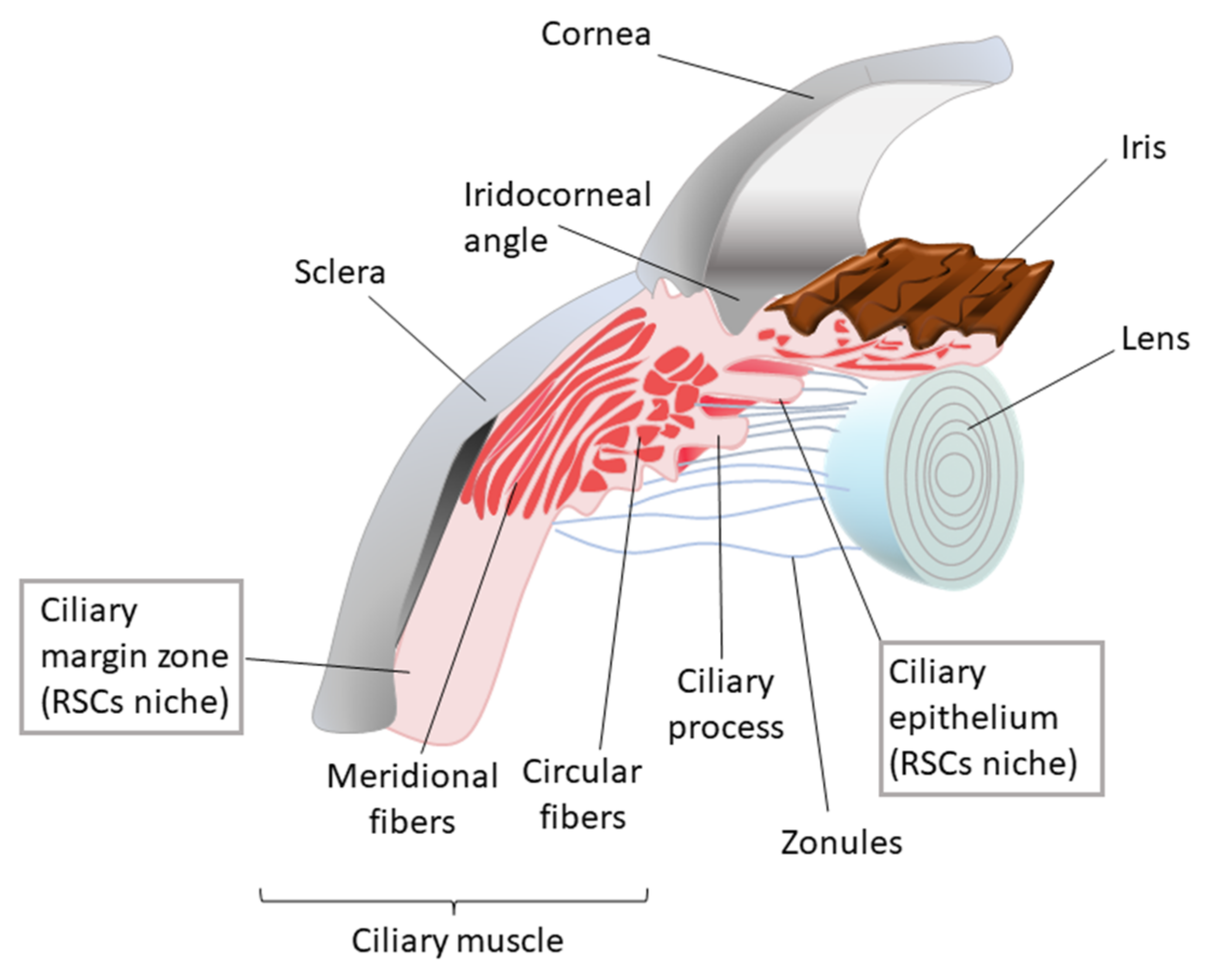 Curious facts about tears  Institut Català de Retina