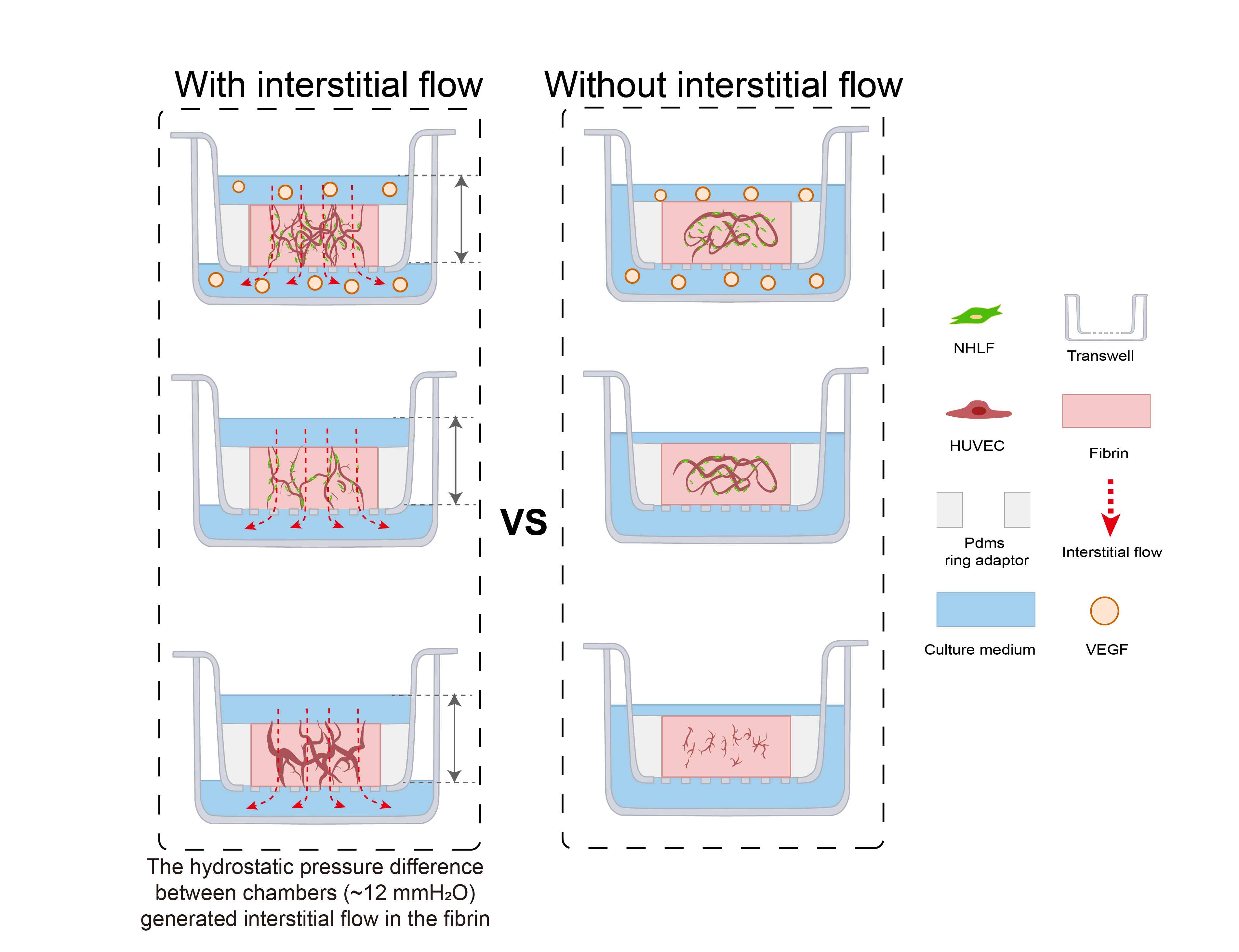 Bioengineering Free Full-Text A Transwell-Based Vascularized Model to  Investigate the Effect of Interstitial Flow on Vasculogenesis