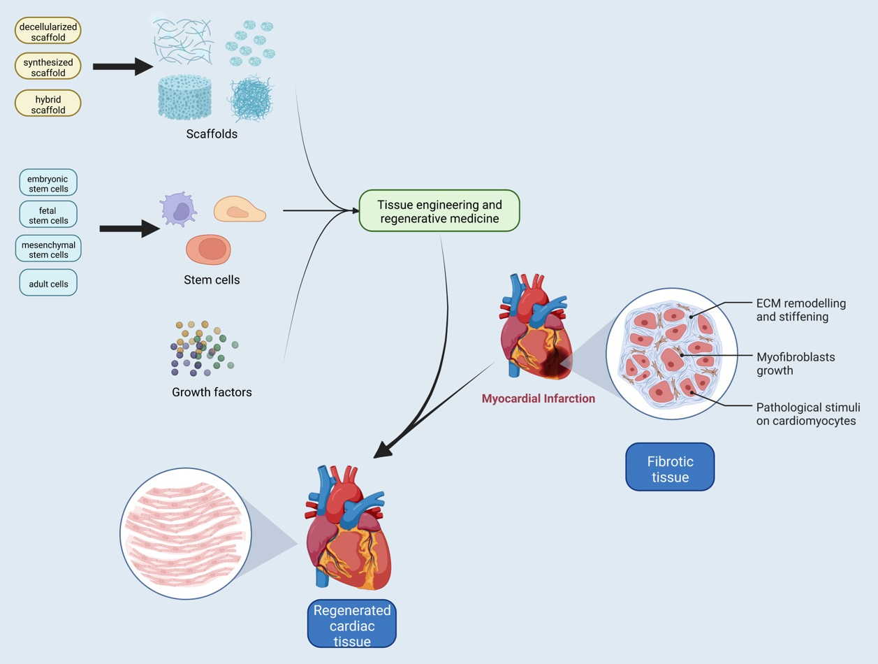 Bioengineering | Free Full-Text | Whole-Heart Tissue Engineering 