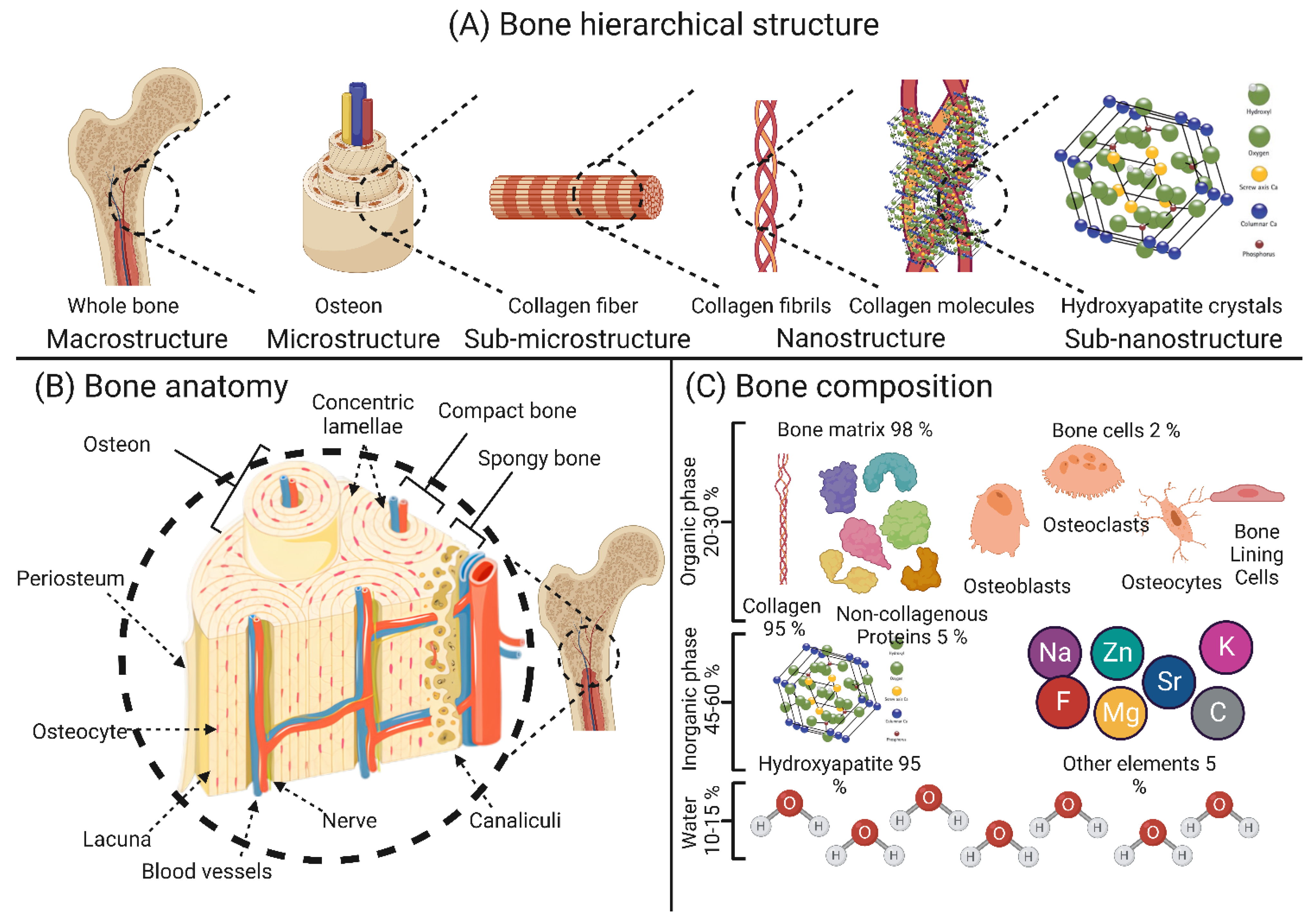 Scaffold Design For Bone Regeneration Estrich Mobil Scaffold Design For Bone Regeneration Estrich Mobil
