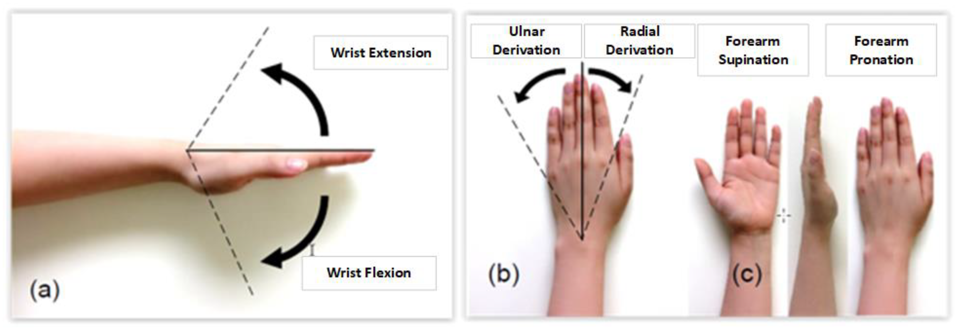 wrist joint movements