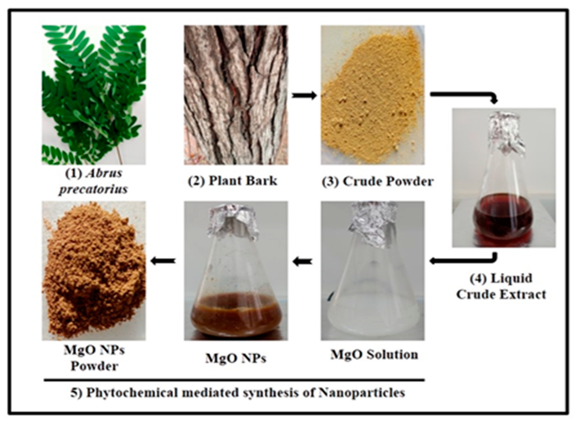 Bioengineering Free Full Text Green Synthesis Of Magnesium Oxide Bioengineering Free Full Text Green Synthesis Of Magnesium Oxide