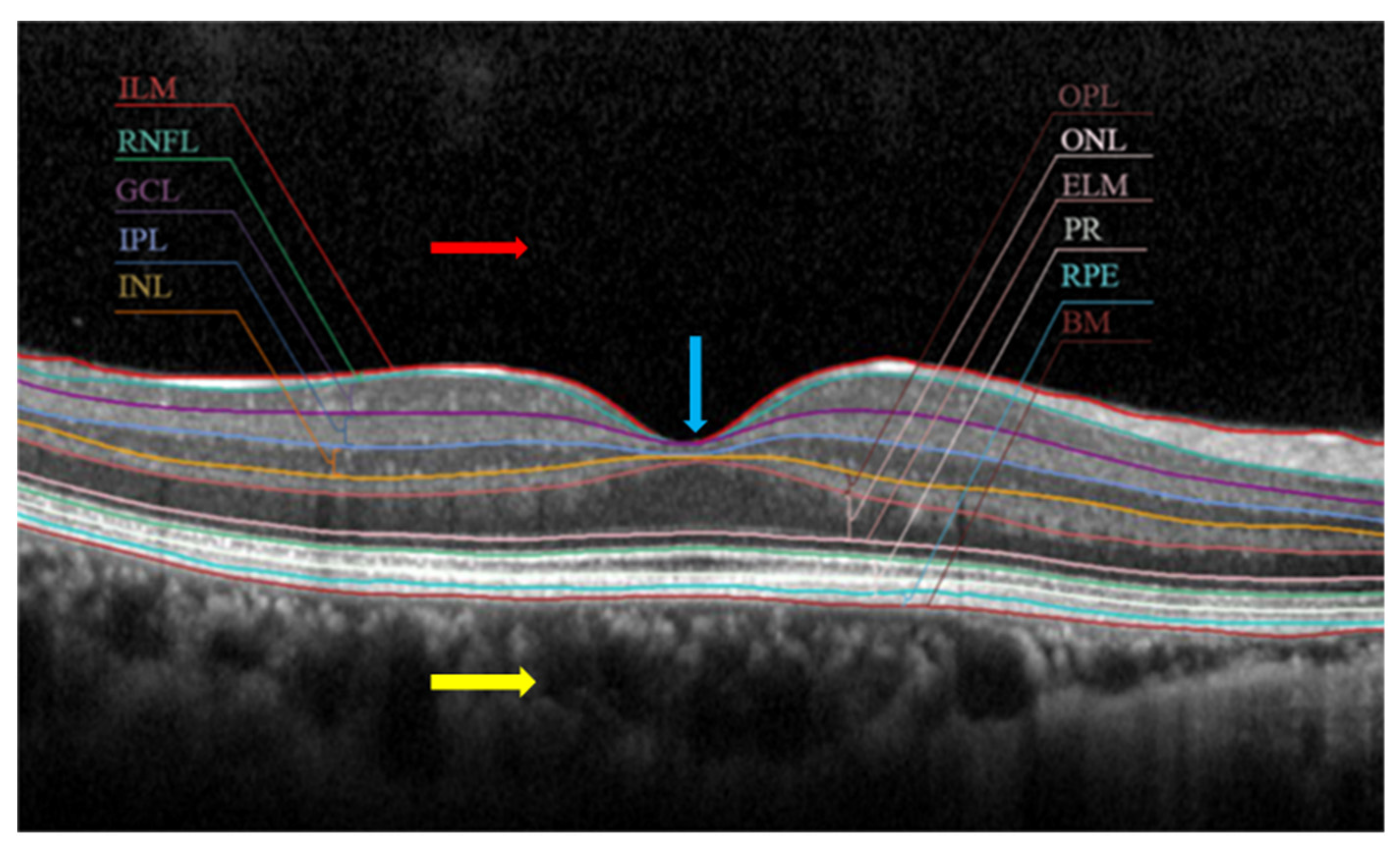 Oct Macula Layers Oct Macula Layers