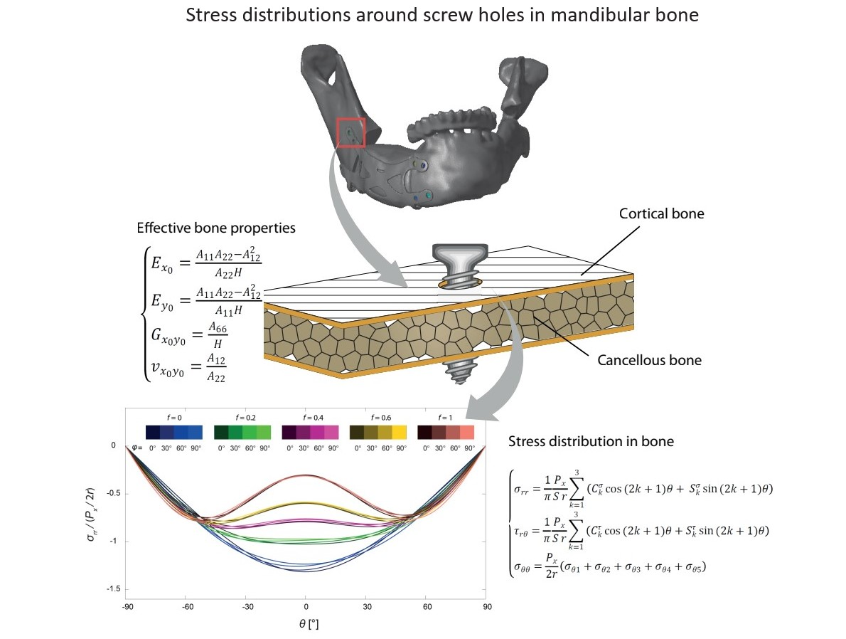 Bioengineering Free Full-Text Analytical Study of Stress Distributions around Screws in Flat Mandibular Bone under In-Plane Loading image