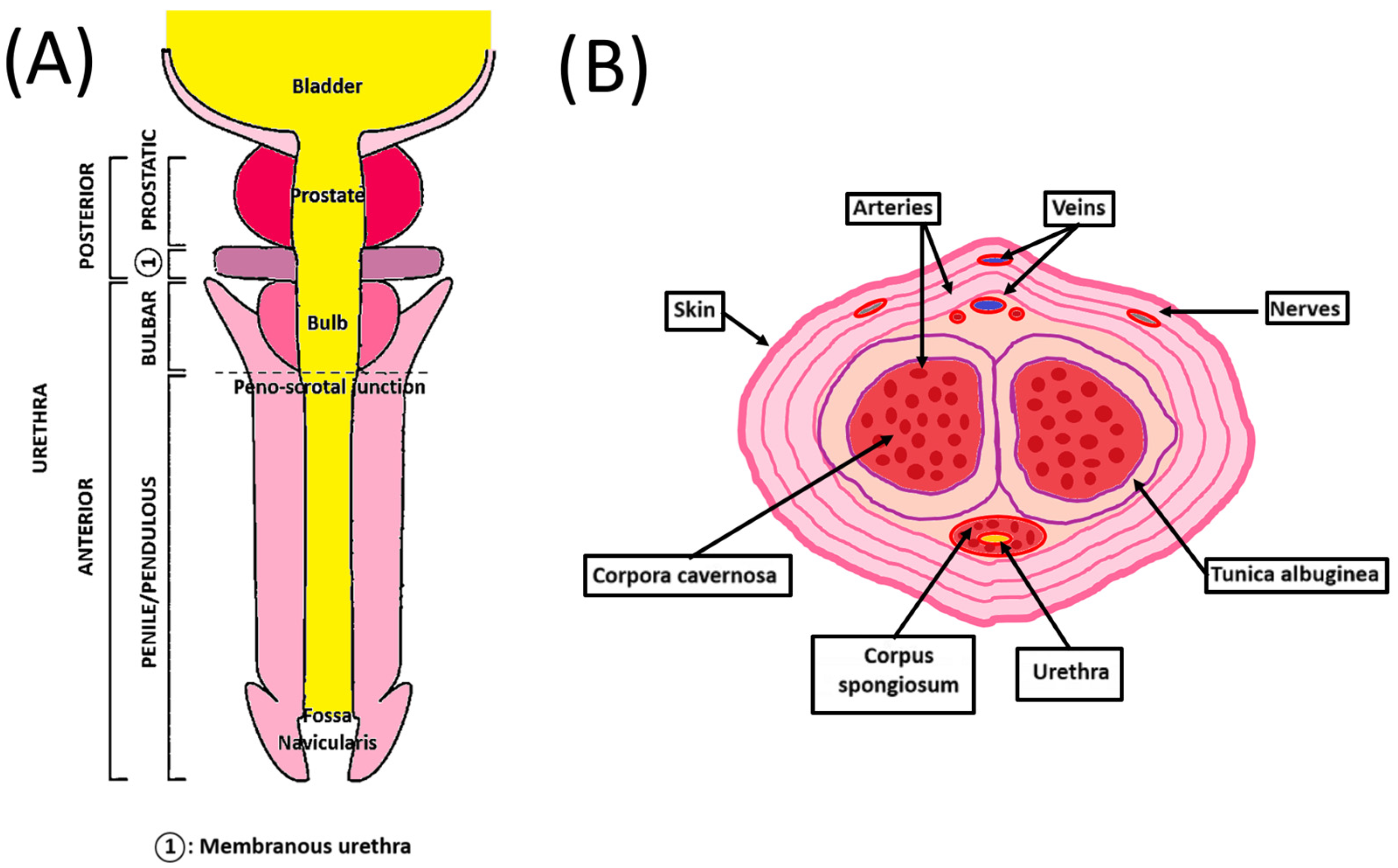 Tissue Engineering For Penile Reconstruction Tissue Engineering For Penile Reconstruction