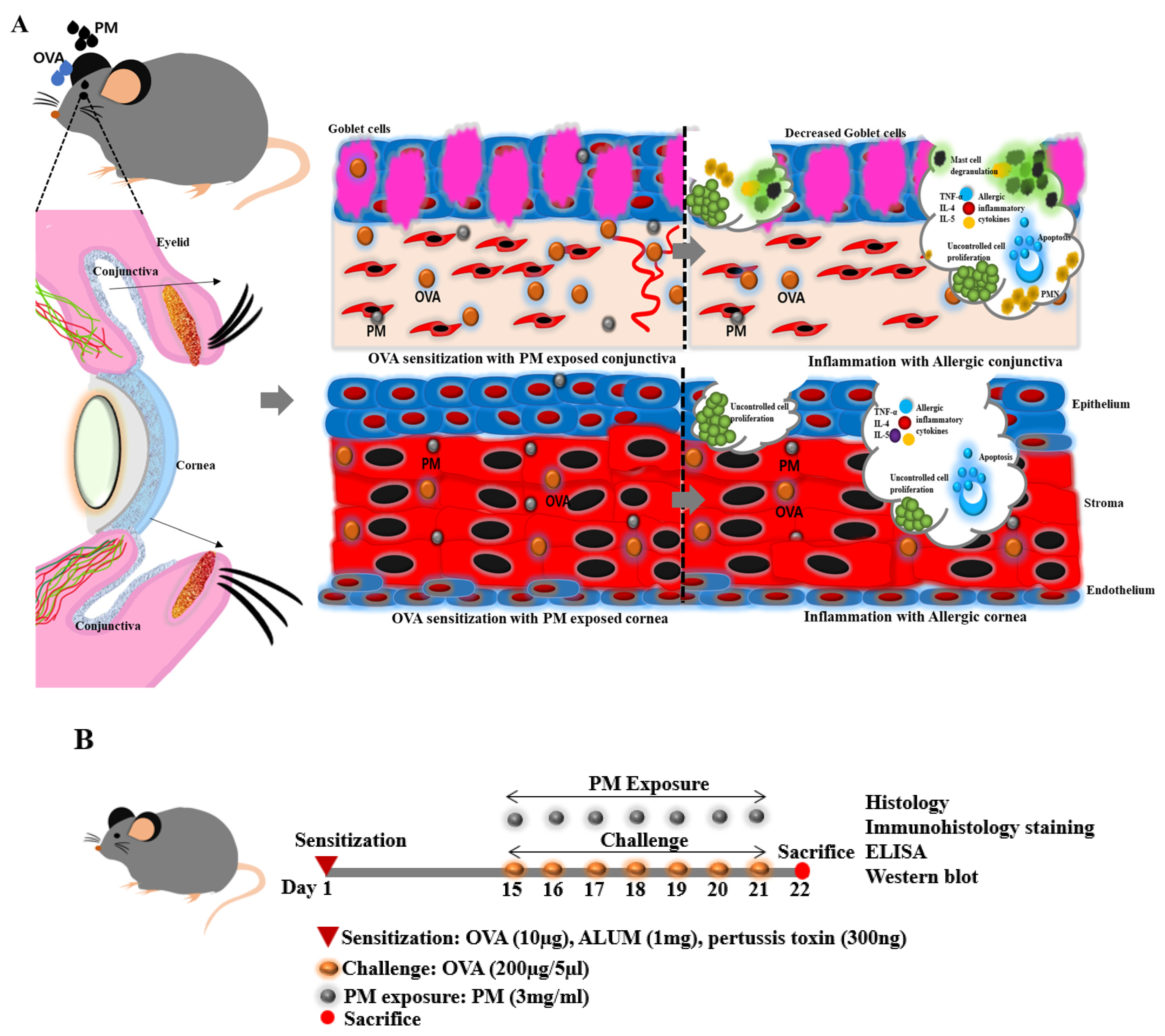 Bioengineering | Free Full-Text | Effect of Exposure to Particulate Matter  on the Ocular Surface in an Experimental Allergic Eye Disease Mouse Model