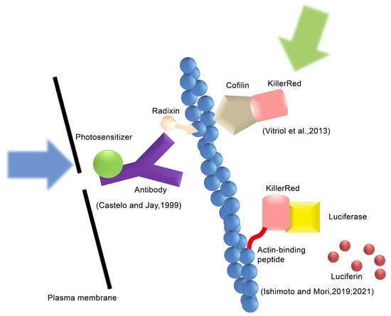 Light Inactivate Pathogen Chromophore-Assisted Light Inactivation for Protein Degradation and Its ...
