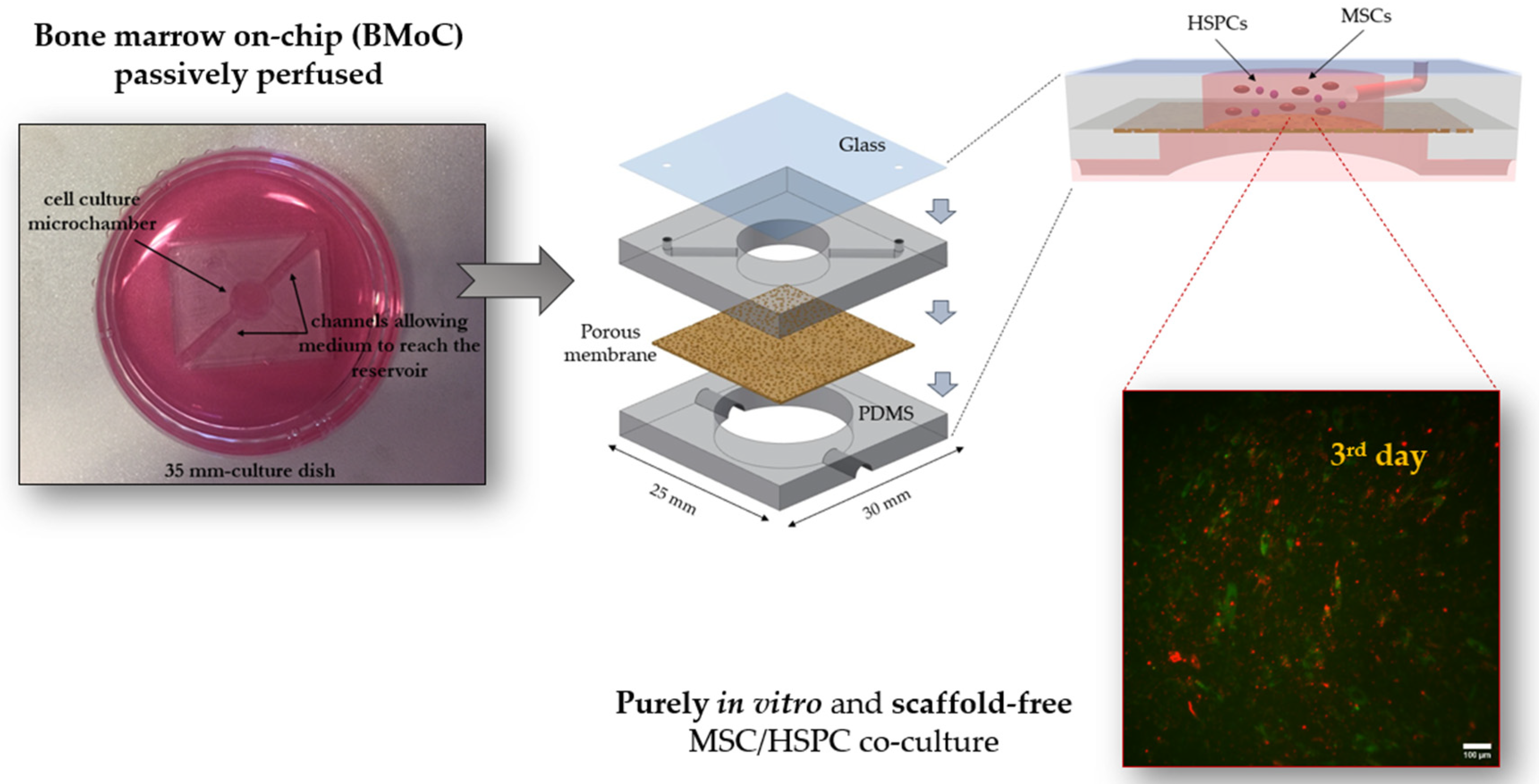 Bioengineering | Free Full-Text | Mesenchymal Stem Cell and Hematopoietic  Stem and Progenitor Cell Co-Culture in a Bone-Marrow-on-a-Chip Device  toward the Generation and Maintenance of the Hematopoietic Niche