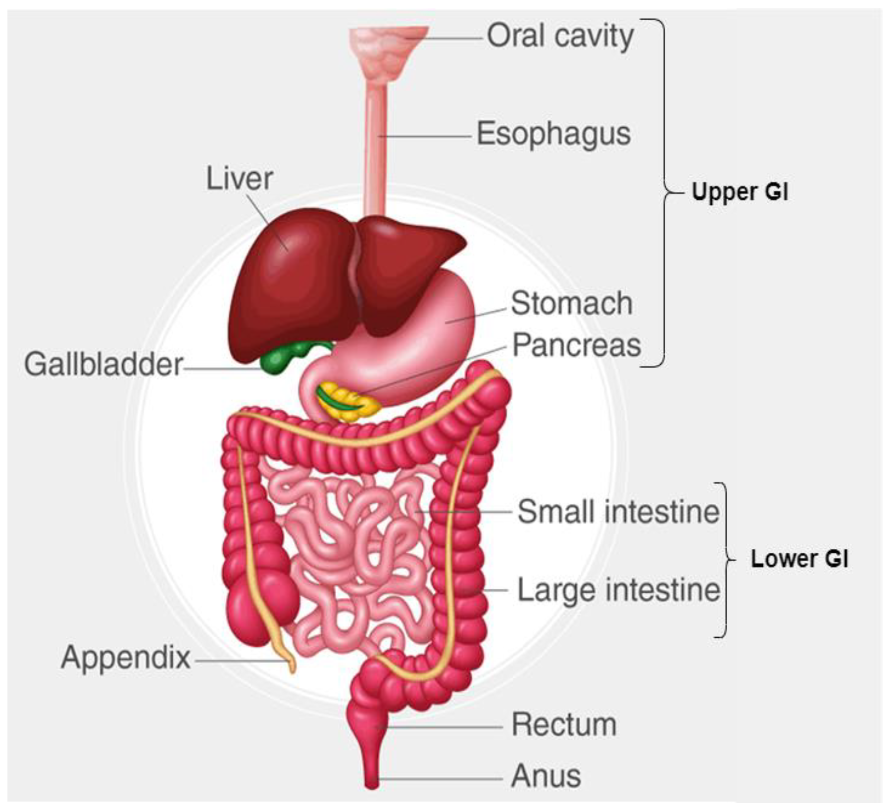SOMSO Digestive Tract – GTSimulators.com