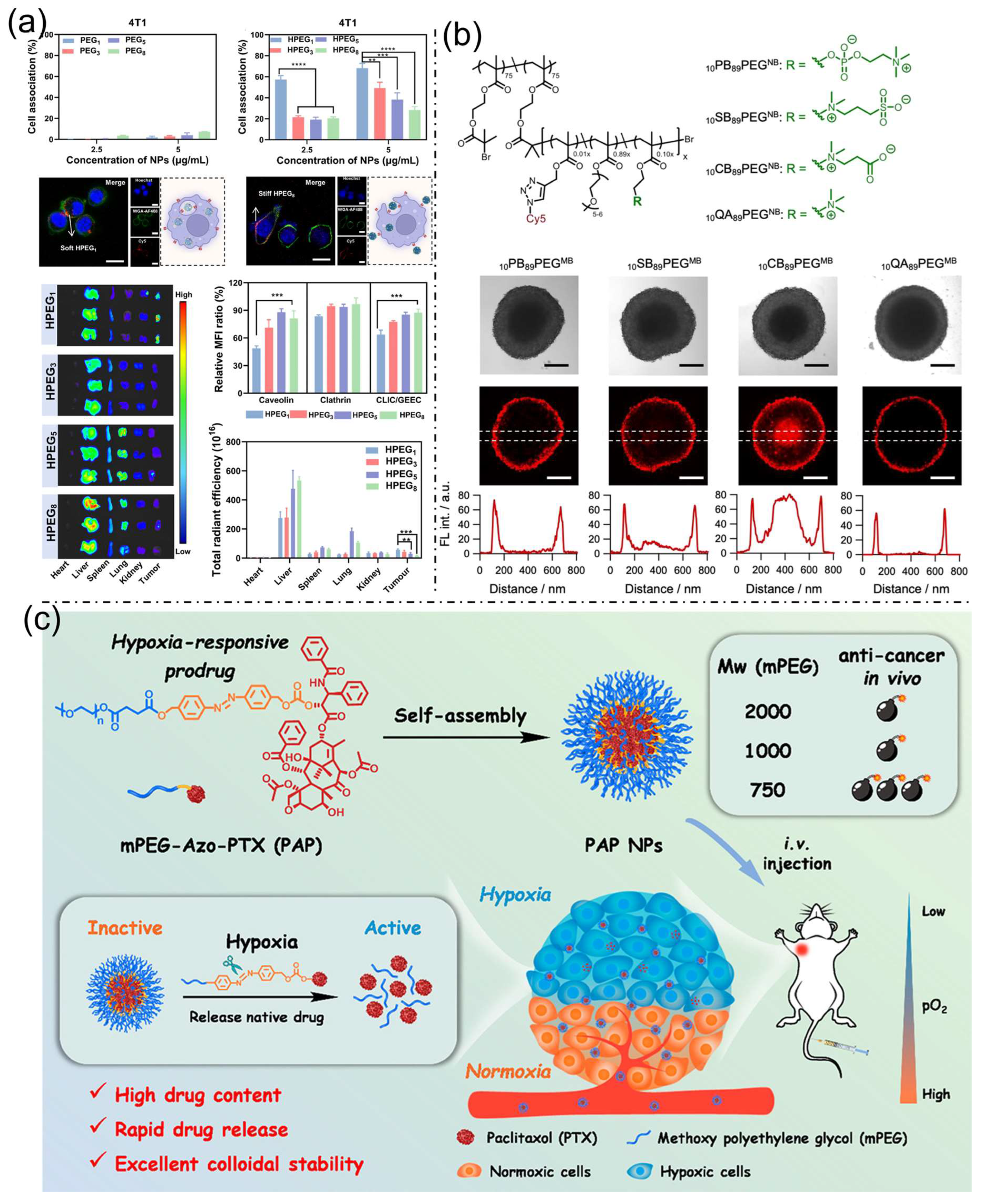 Nanoplatforms for Multimodal Imaging and Targeted Cancer Therapy ...