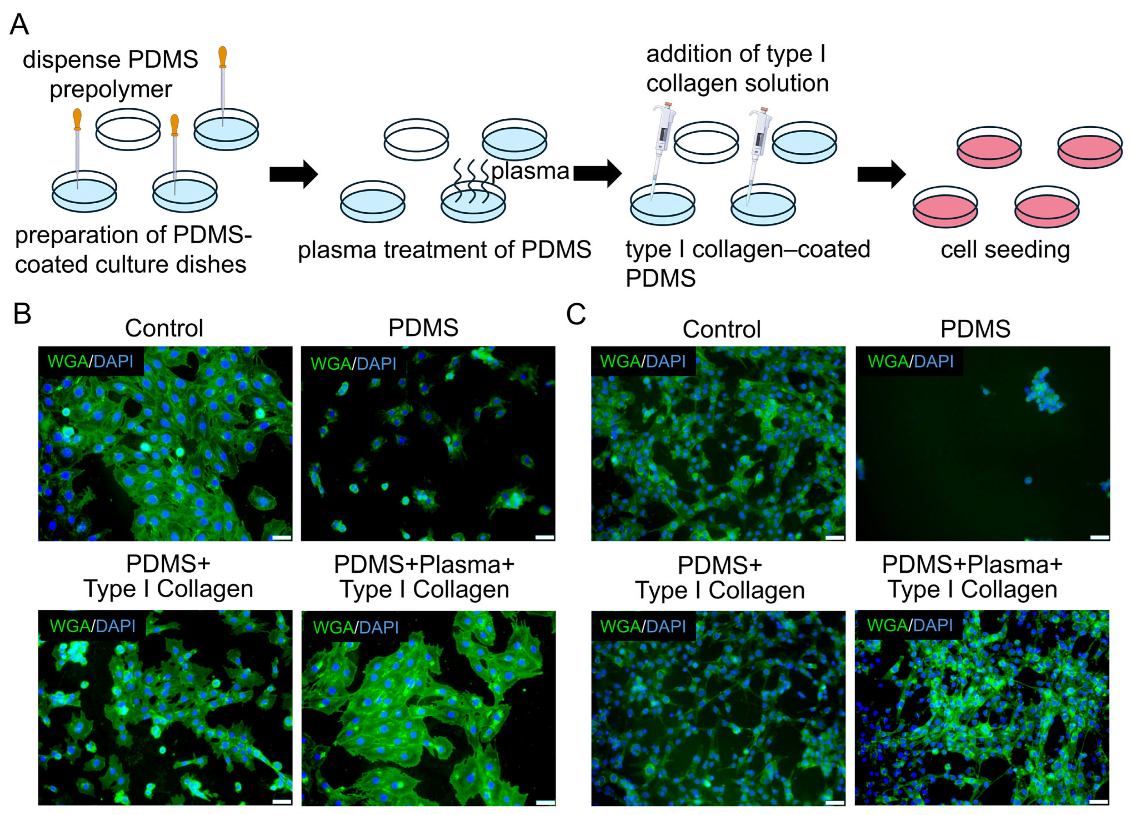 Engineering a Quantitative Organ-on-a-Chip Platform for Myogenic ...