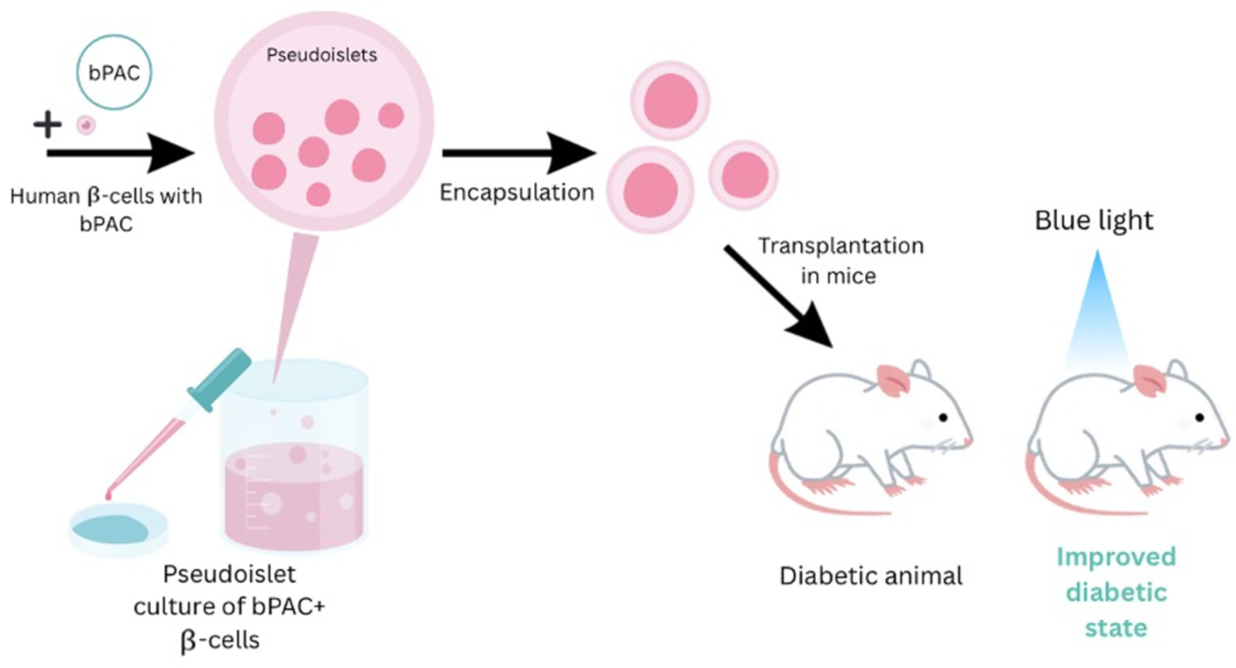 Bioengineering Pancreatic Organoids and iPSC-Derived β-Cells for ...