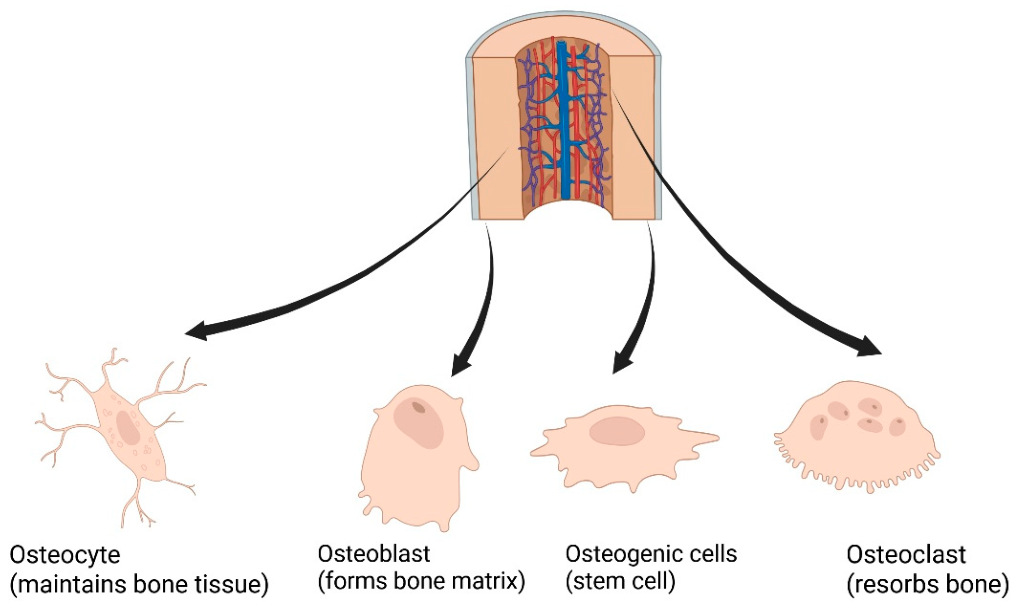 Bone Tissue Engineering: Scaffold Design Principles, Biomaterial ...