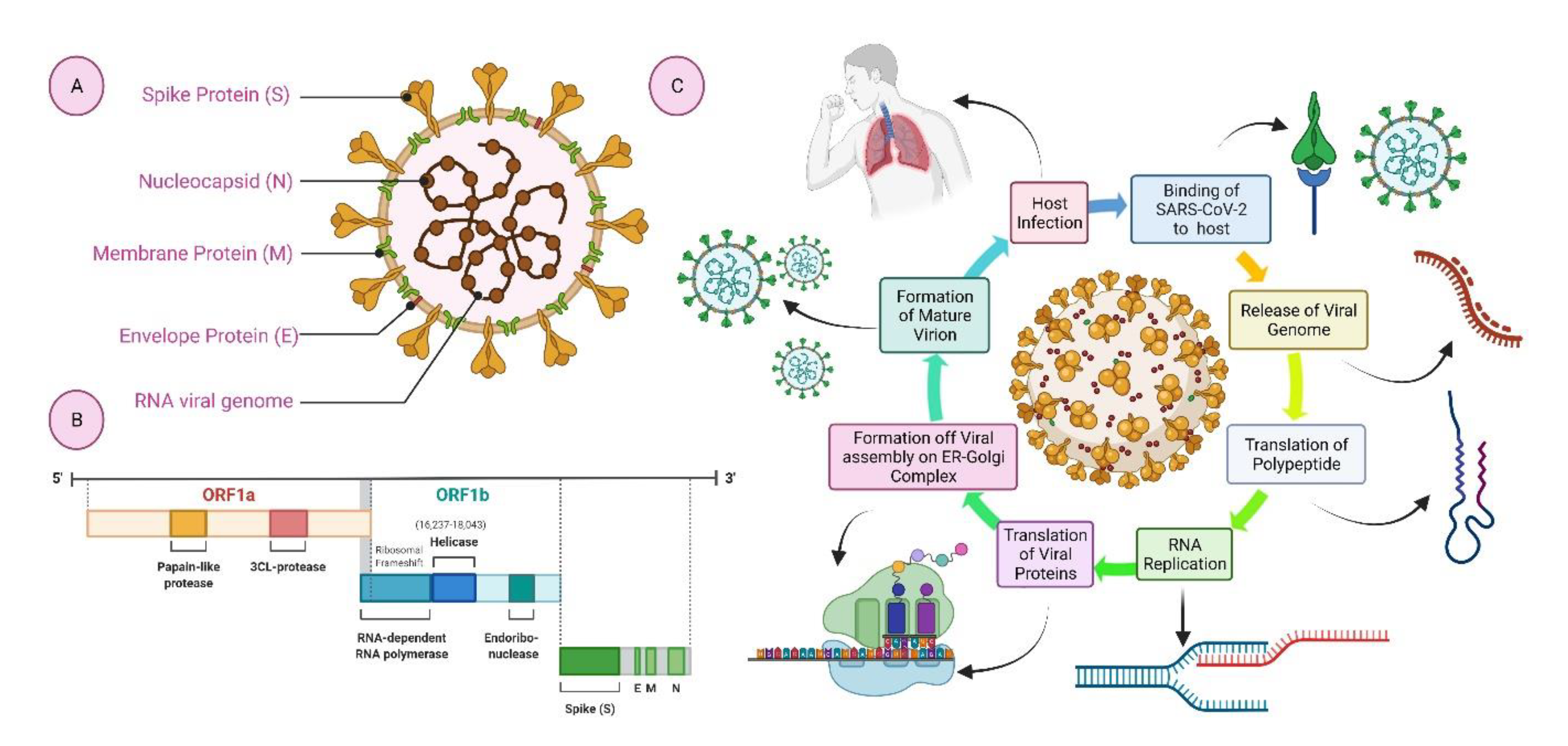 Biologics | Free Full-Text | Nucleic Acid Vaccines for COVID-19: A Shift in the Vaccine Development Arena