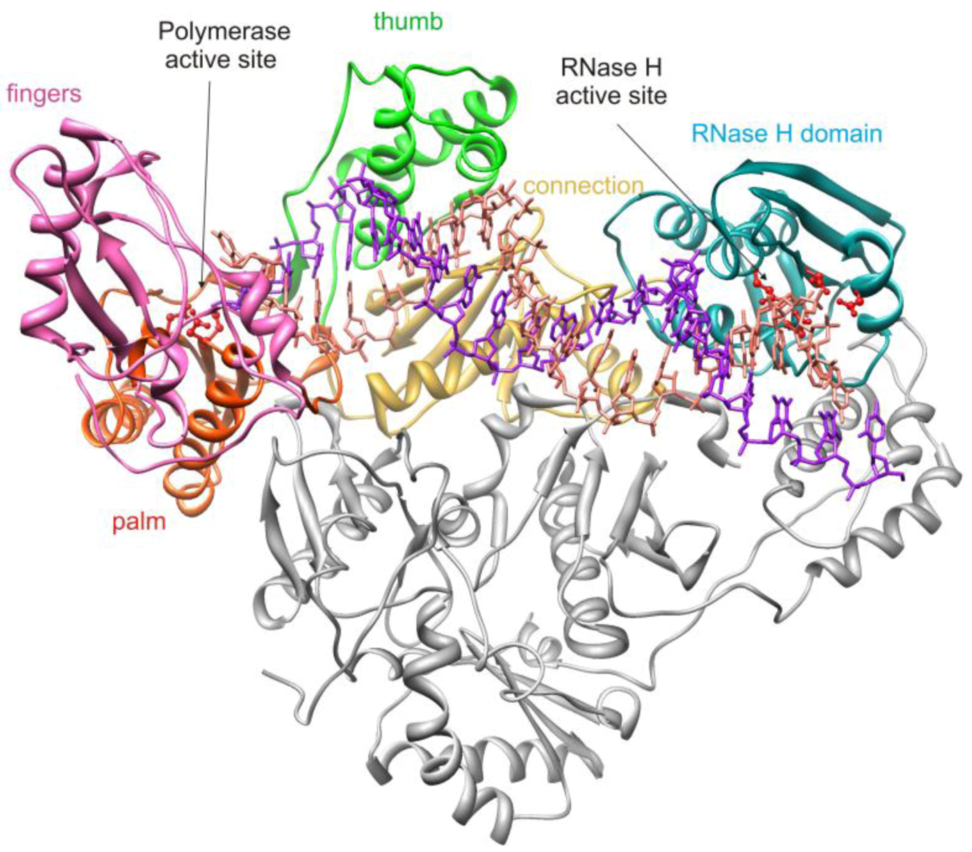 Biology Free Full Text Inhibitors Of Hiv 1 Reverse Transcriptase—associated Ribonuclease H