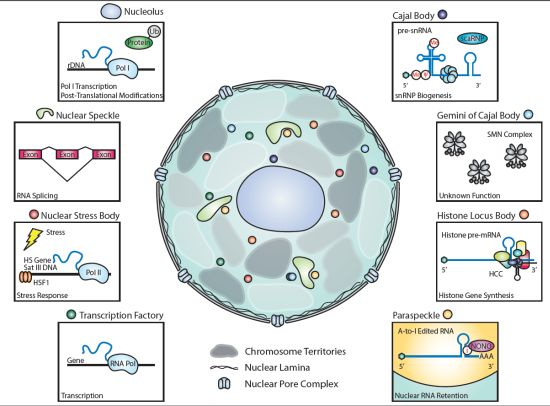 Biology | Free Full-Text | The Role of Nuclear Bodies in Gene