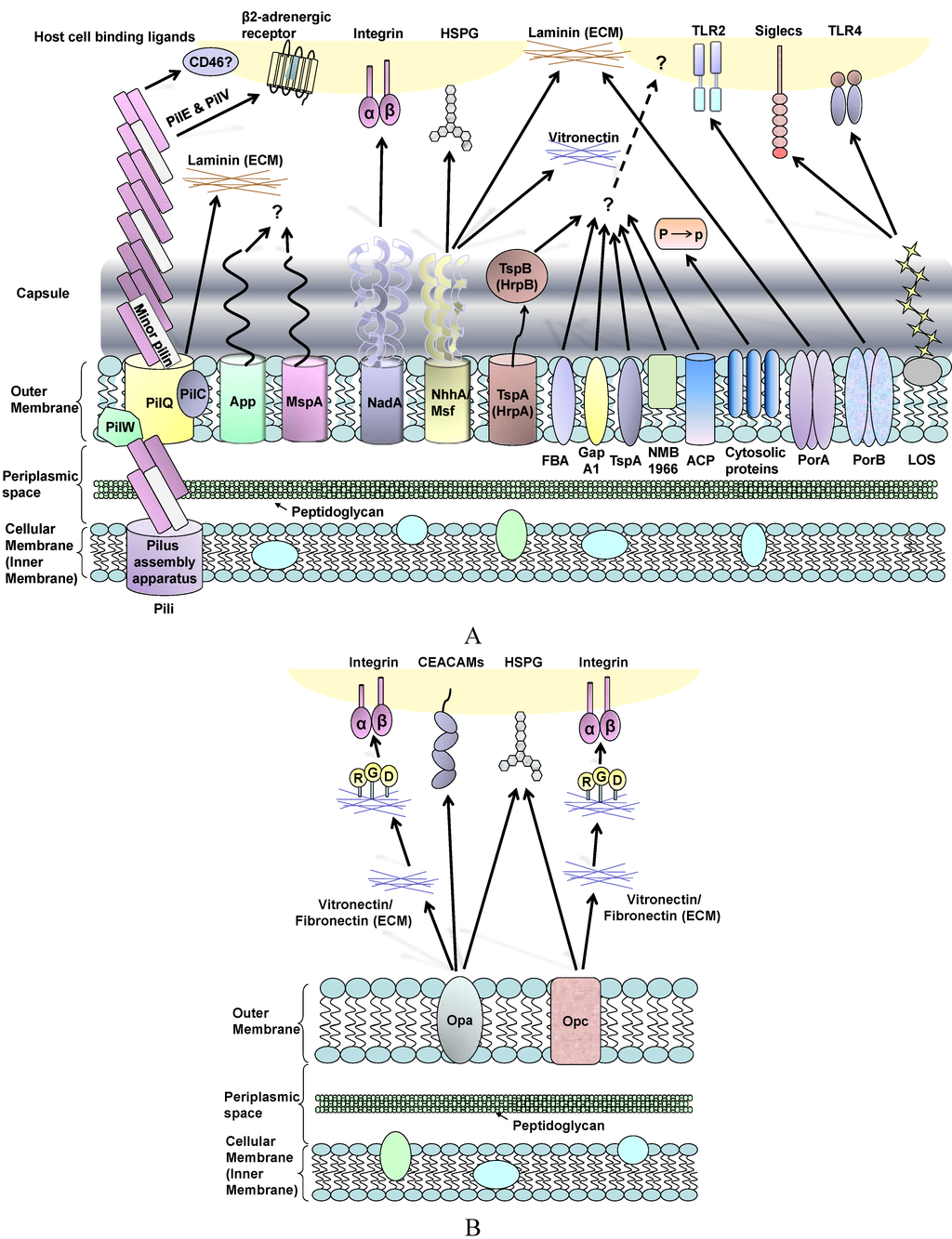 Biology, Free Full-Text