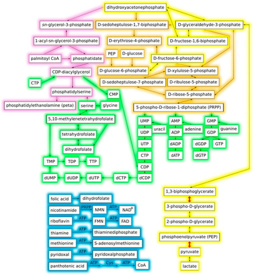 Biology | Free Full-Text | The Metabolic Building Blocks of a Minimal Cell