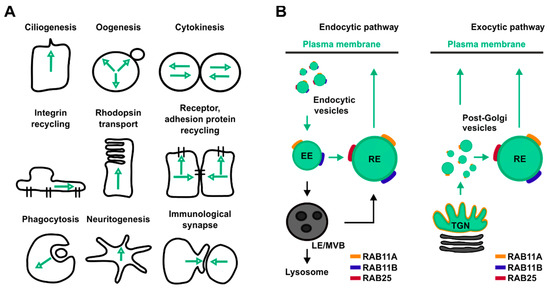 RAB11-Mediated Trafficking and Human Cancers: An Updated Review