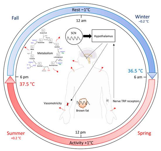 Biology | Free Full-Text | A Tangled Threesome: Circadian Rhythm, Body  Temperature Variations, and the Immune System
