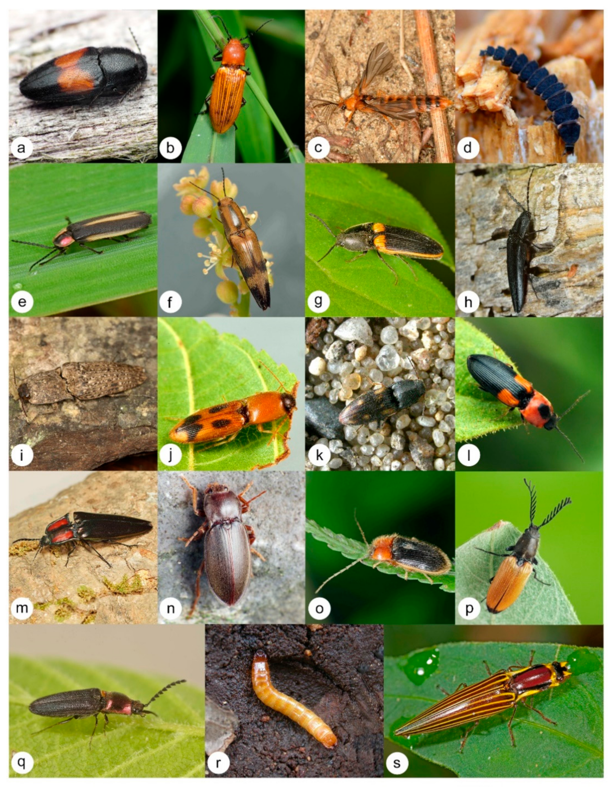 Beyond Fireflies: Bioluminescent Organisms - The National Wildlife  Federation Blog