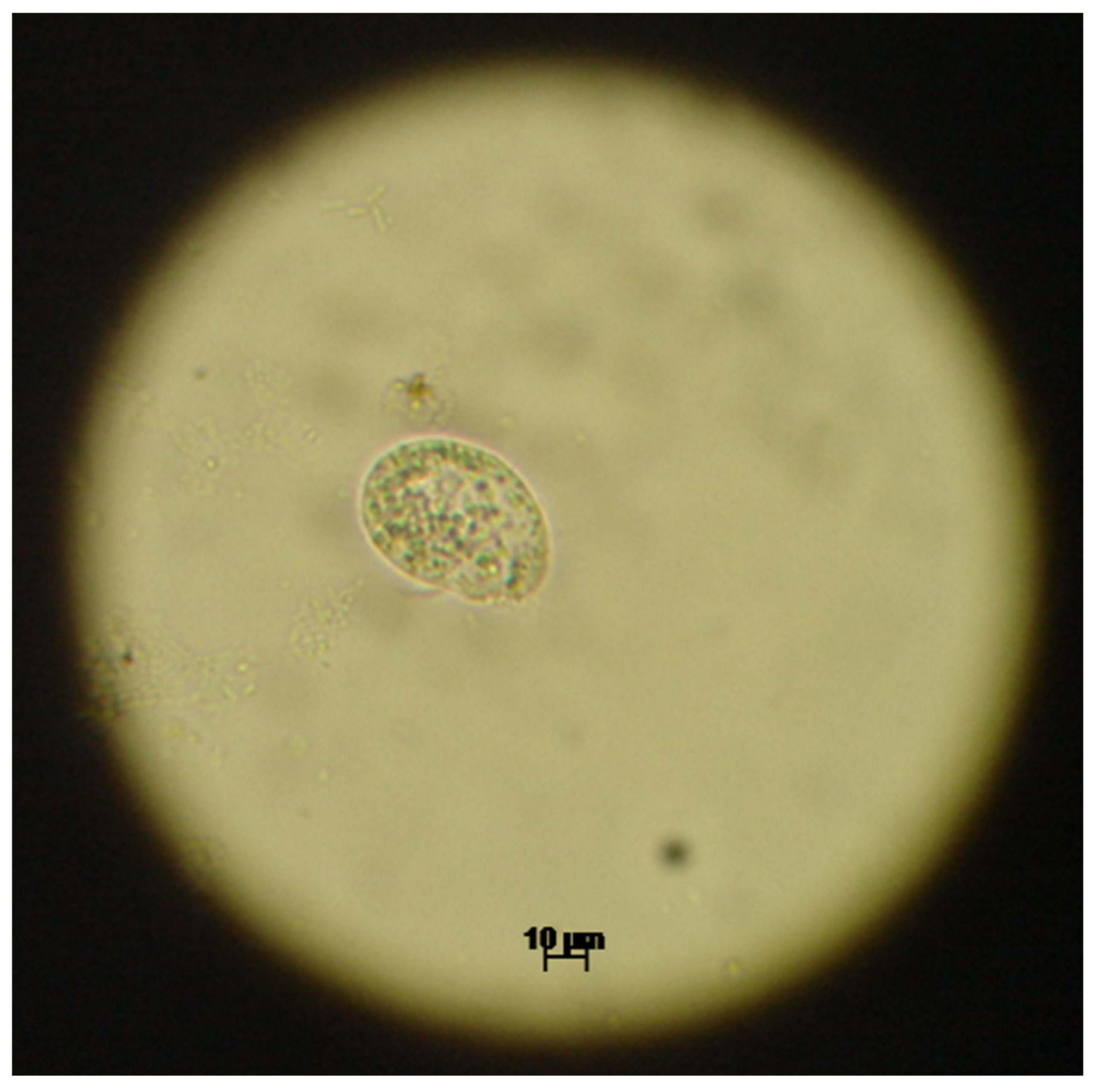 File:Protozoa.png - Wikimedia Commons