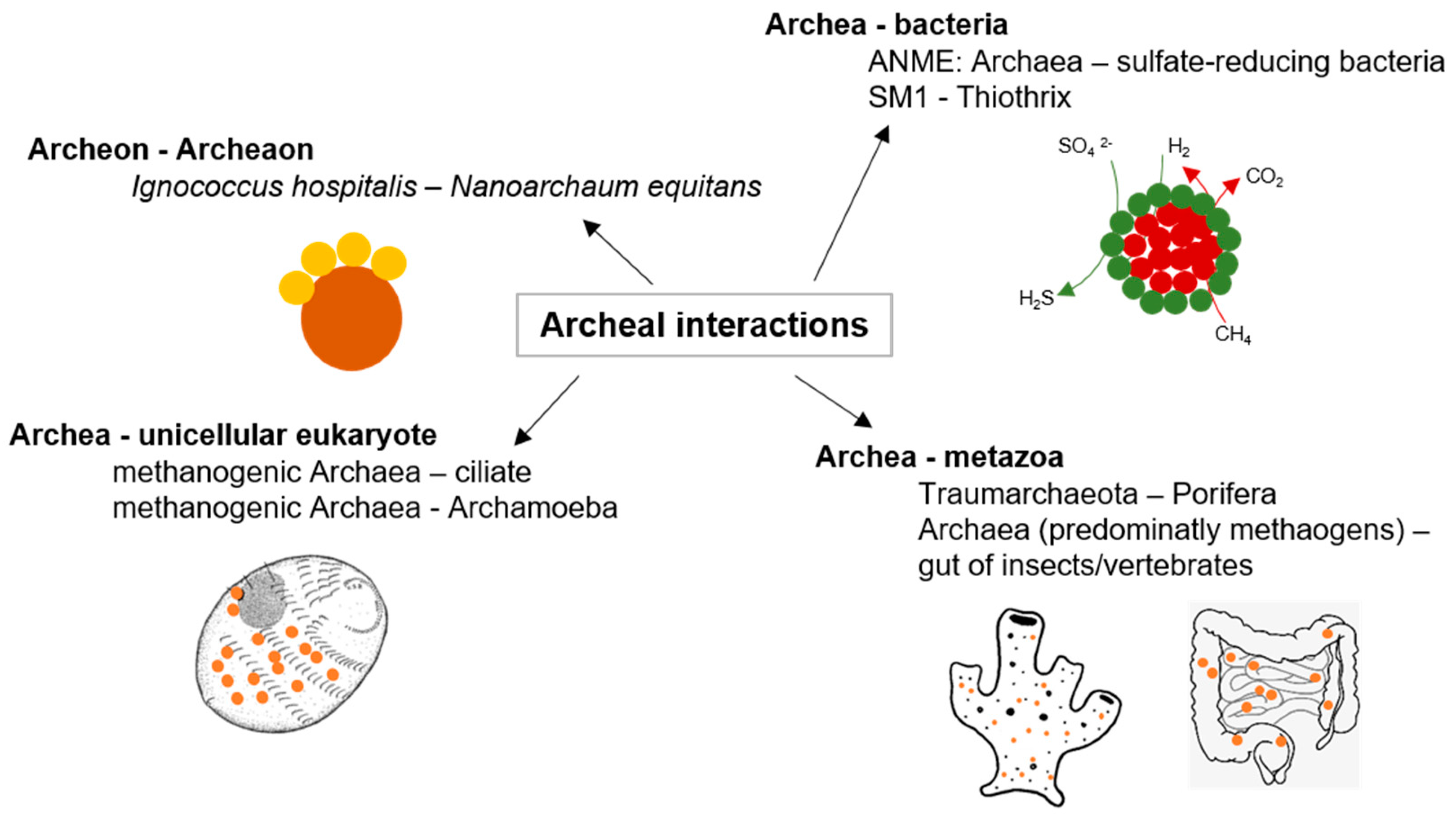 Biology | Free Full-Text | Friends or Foes—Microbial Interactions in Nature