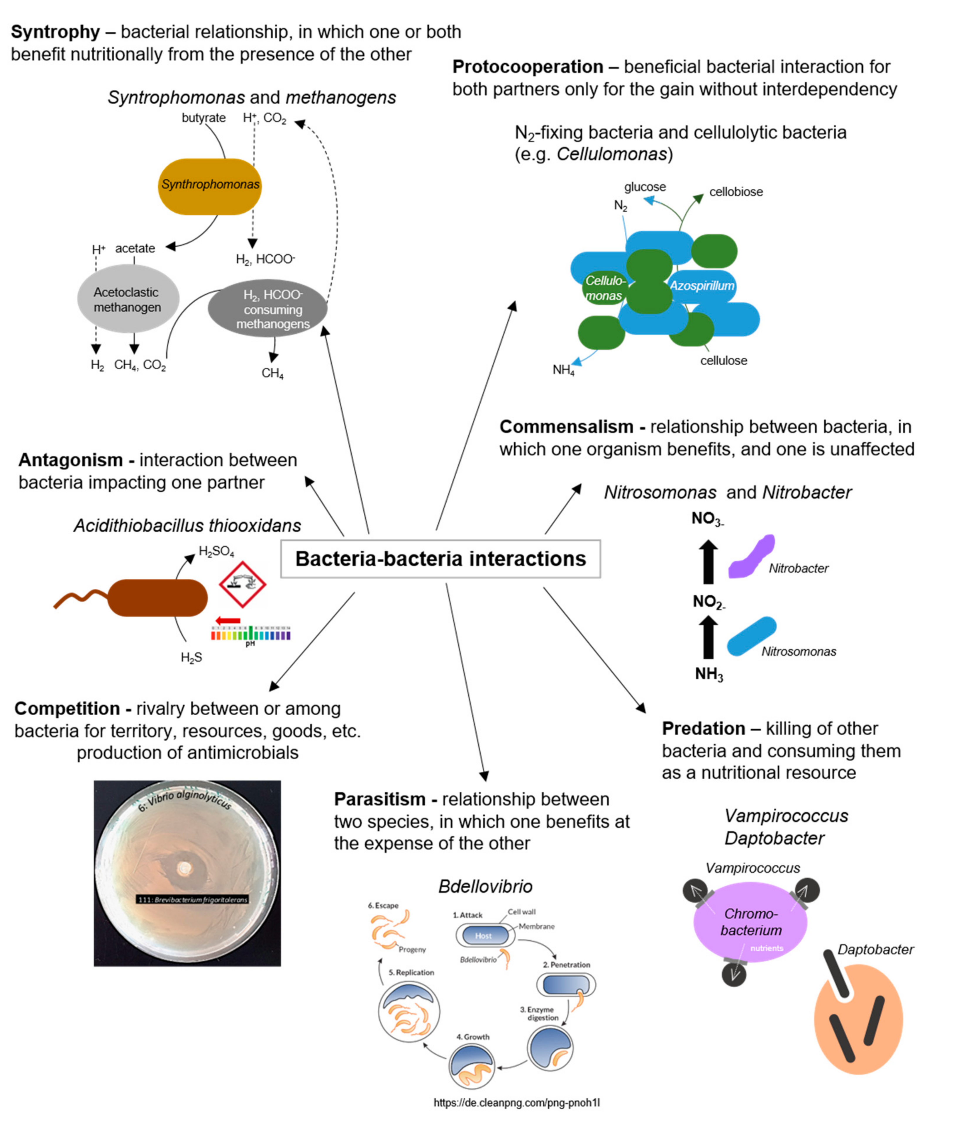 Biology | Free Full-Text | Friends or Foes—Microbial Interactions in Nature