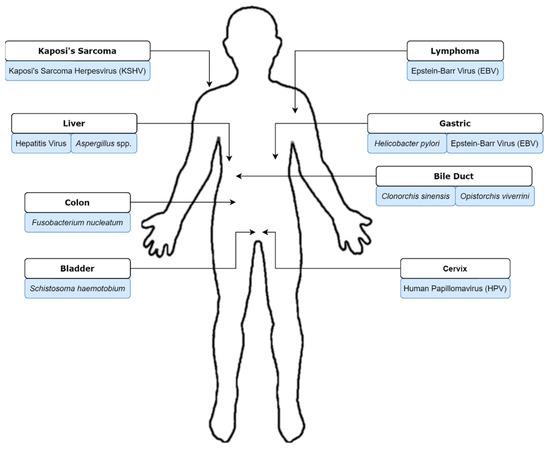 Biology | Free Full-Text | Pathogens and Carcinogenesis: A Review