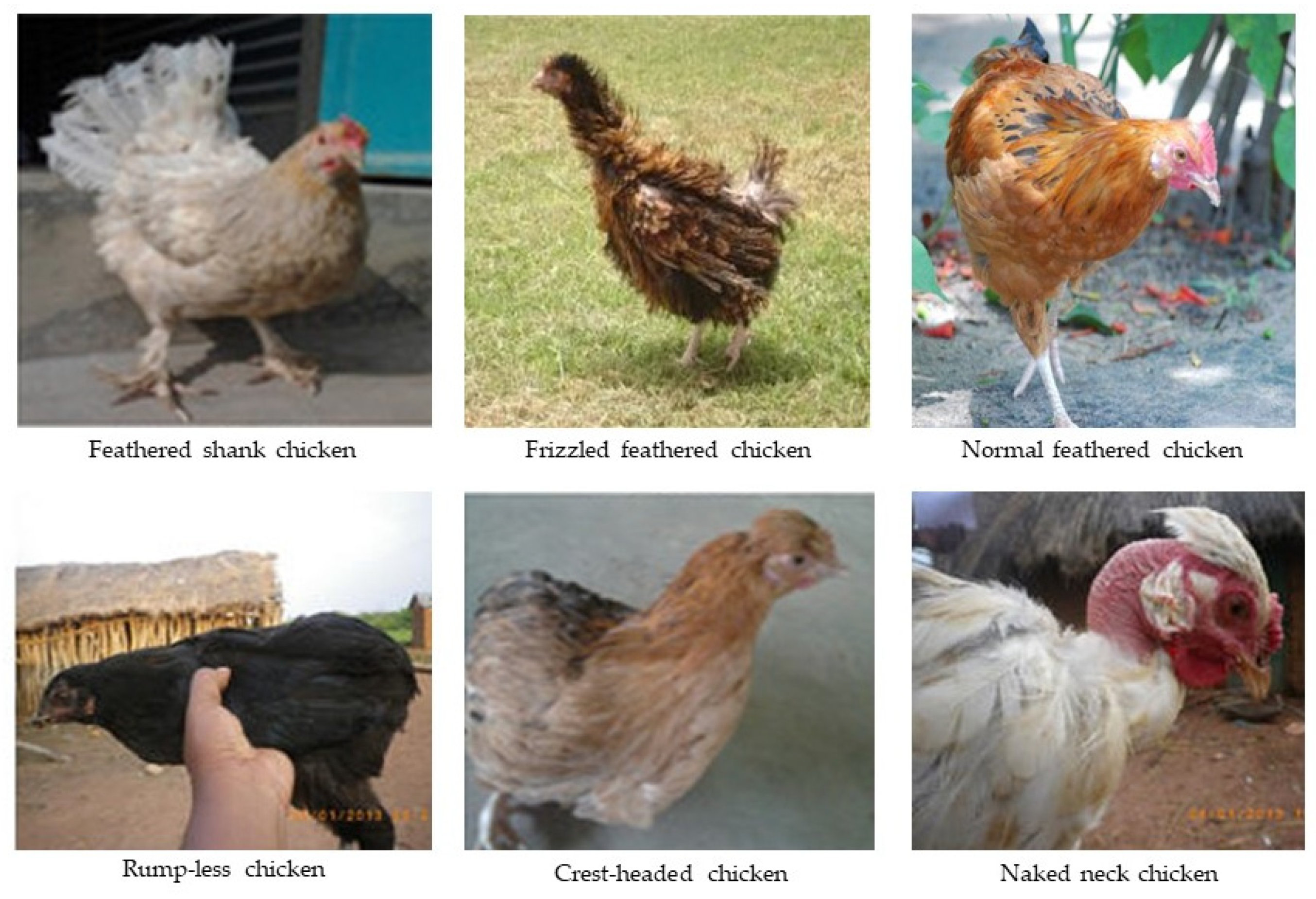Training Domestic Guinea Fowl 101 - Backyard Poultry