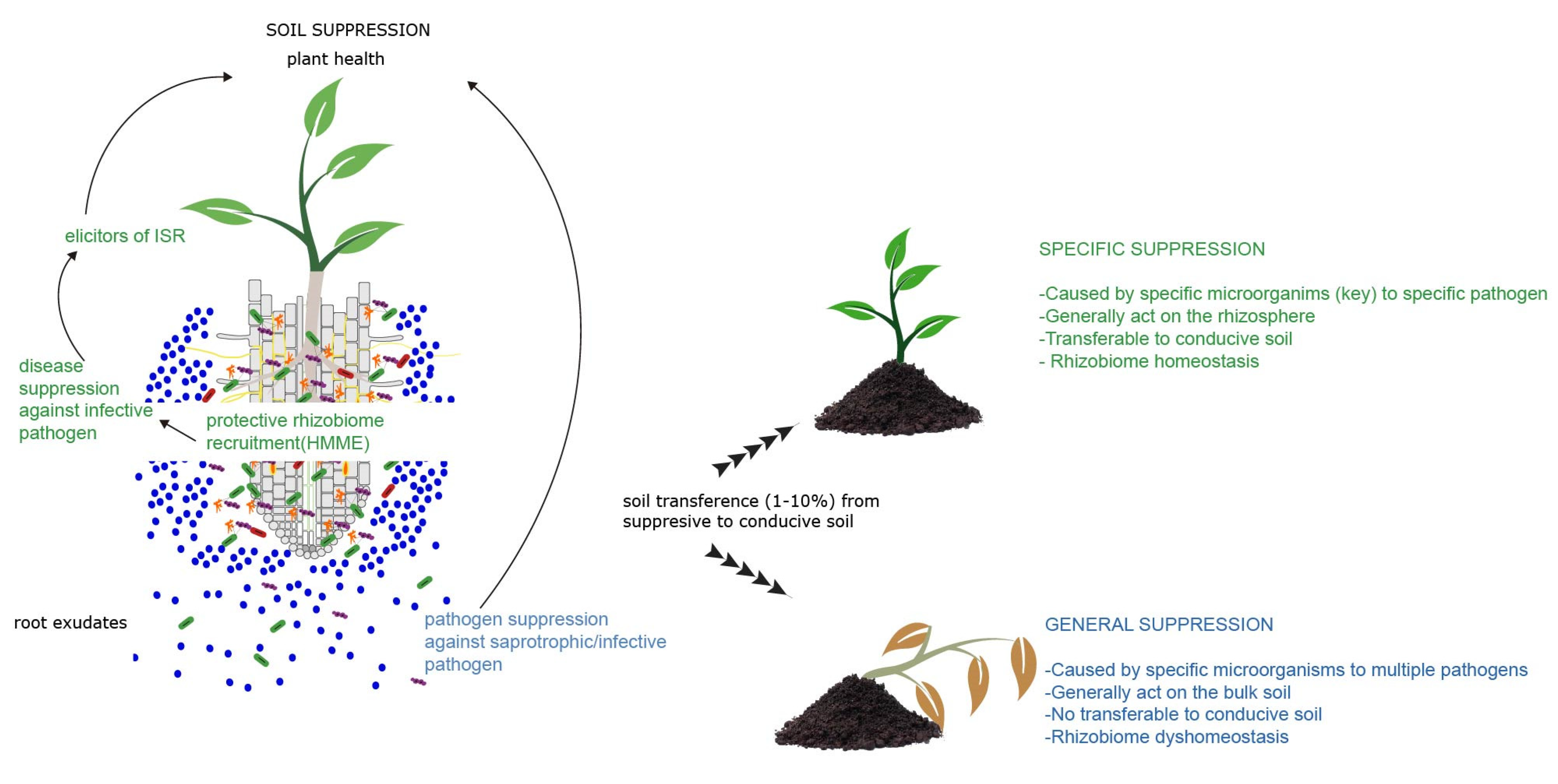 Rhizosphere engineering for soil carbon sequestration: Trends in Plant  Science