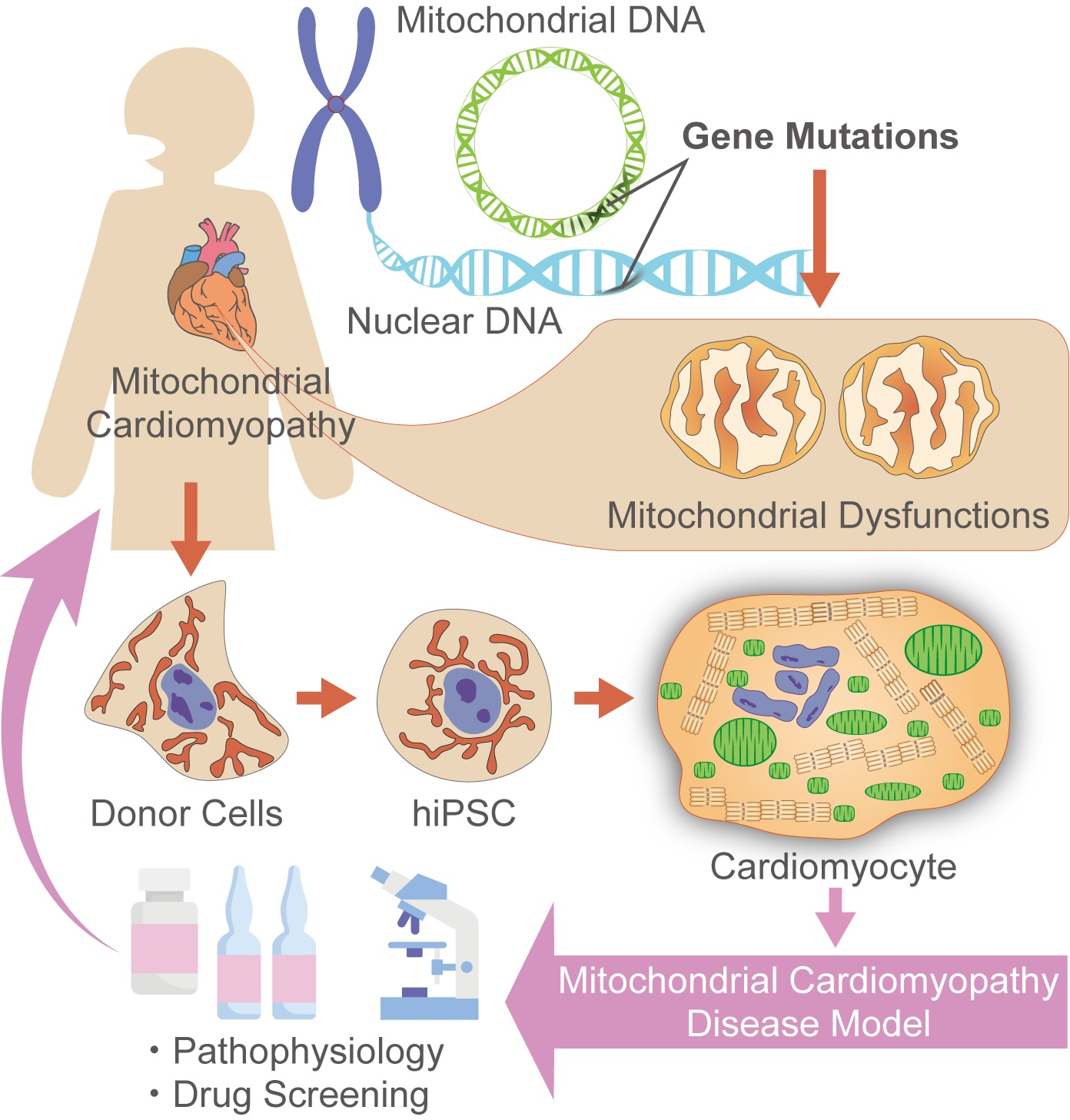 Niemann-Pick type C disease is associated with mtDNA disorganization.