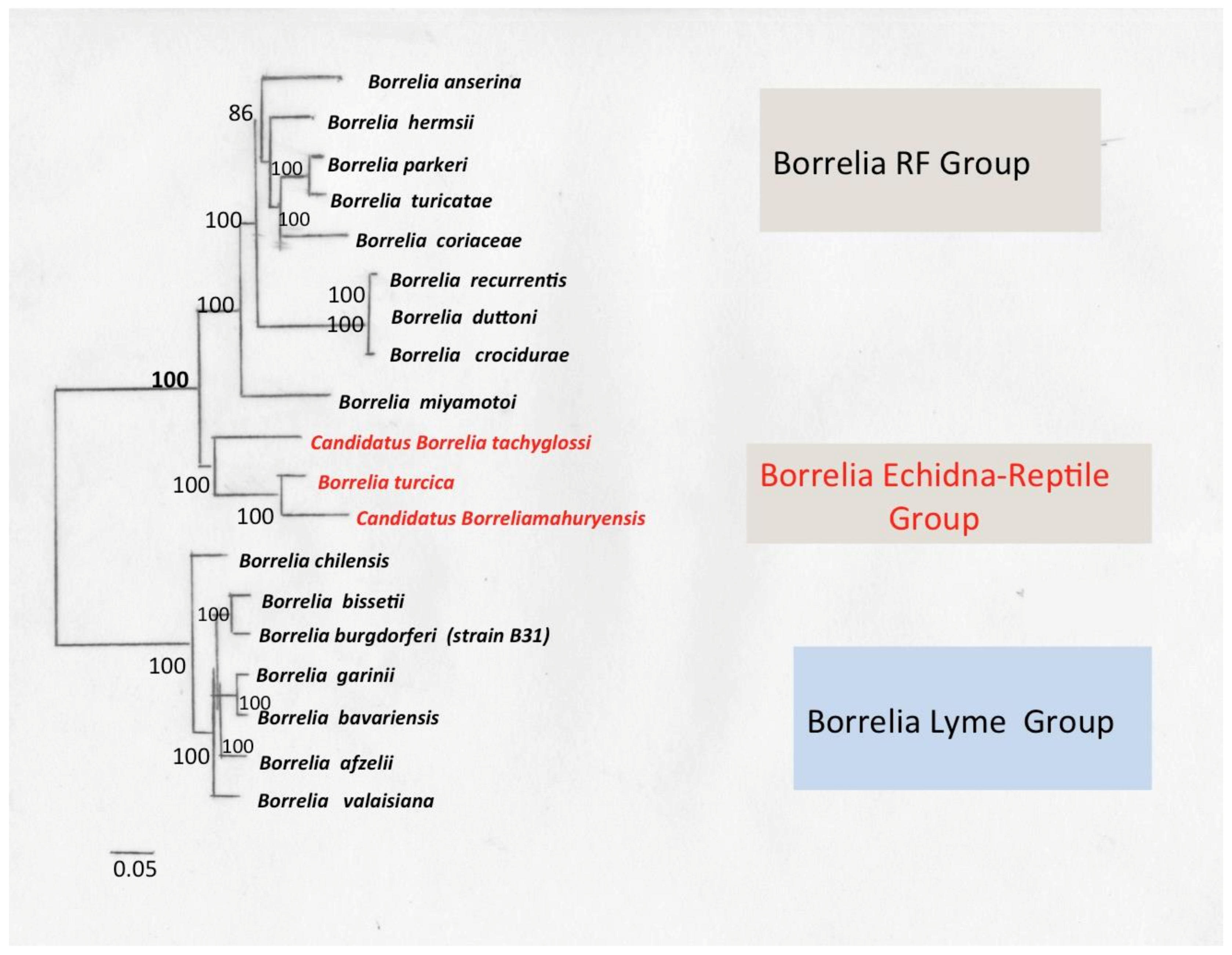Biology Free Full-Text Borreliae Part 1 Borrelia Lyme Group and Echidna-Reptile Group image pic
