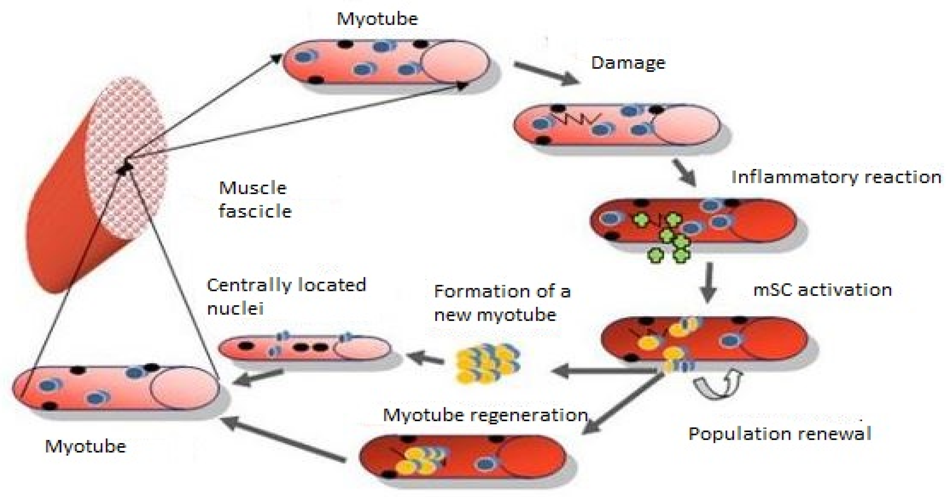 Biology Free Full Text The Role Of Satellite Cells In Skeletal 