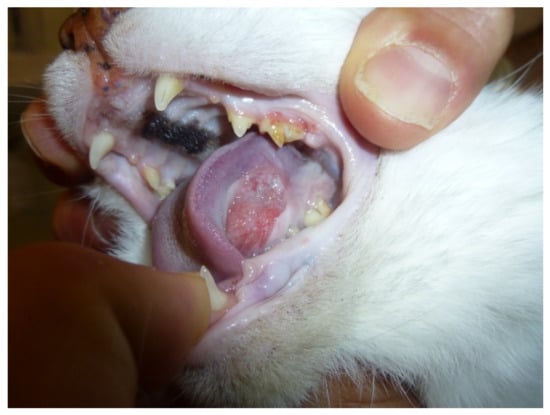 Biology | Free Full-Text | Companion Animal Model in Translational  Oncology; Feline Oral Squamous Cell Carcinoma and Canine Oral Melanoma