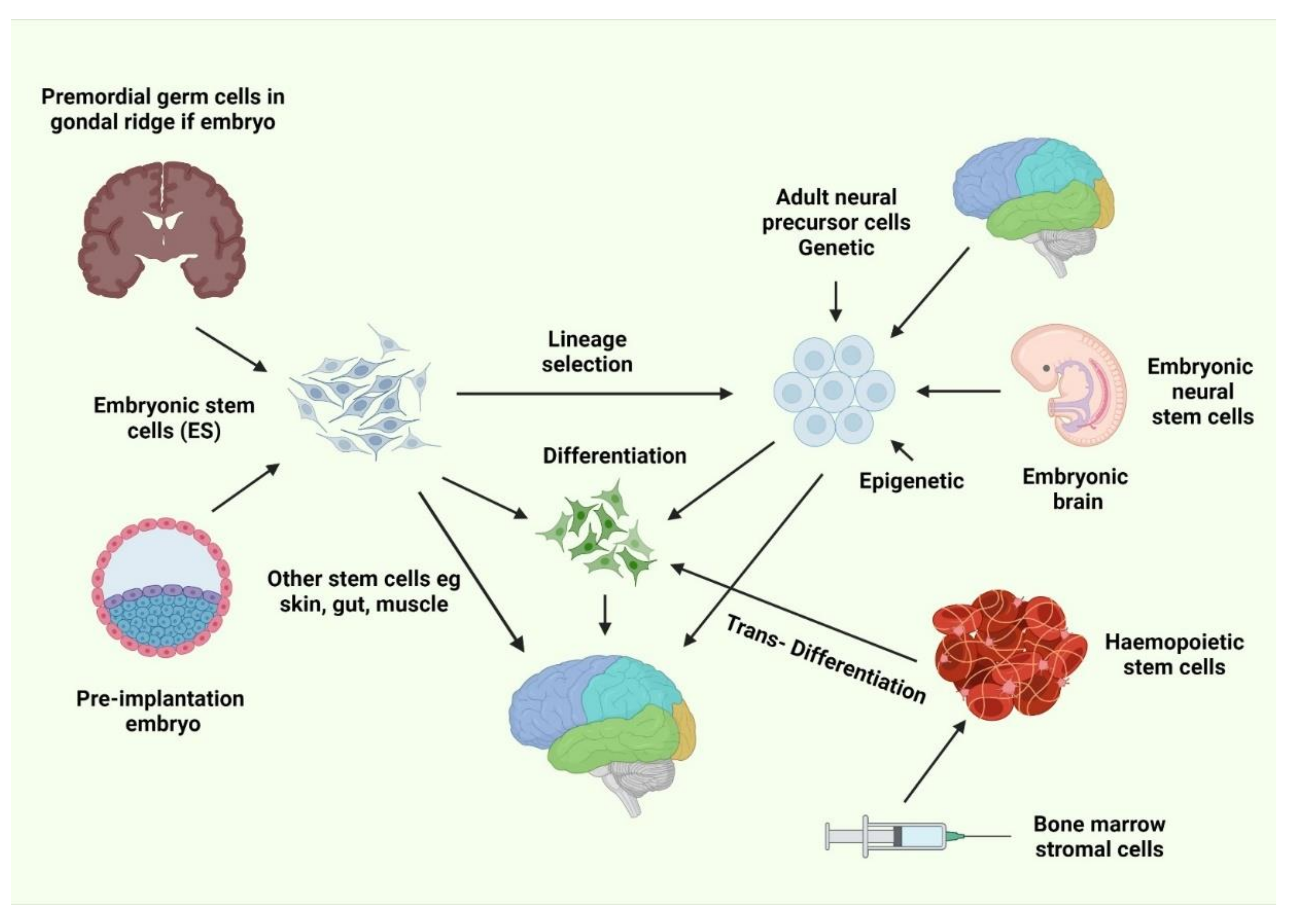 Biology Free Full-Text Stem Cell Transplantation Therapy and Neurological Disorders Current Status and Future Perspectives pic